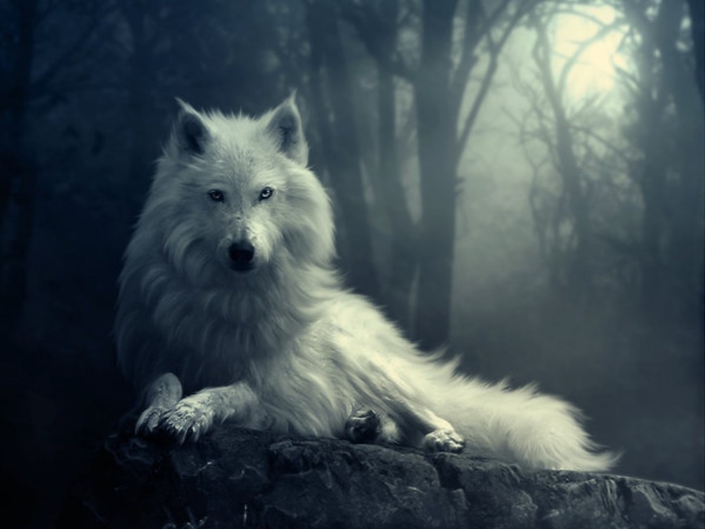 Ghost Wolf Wallpapers