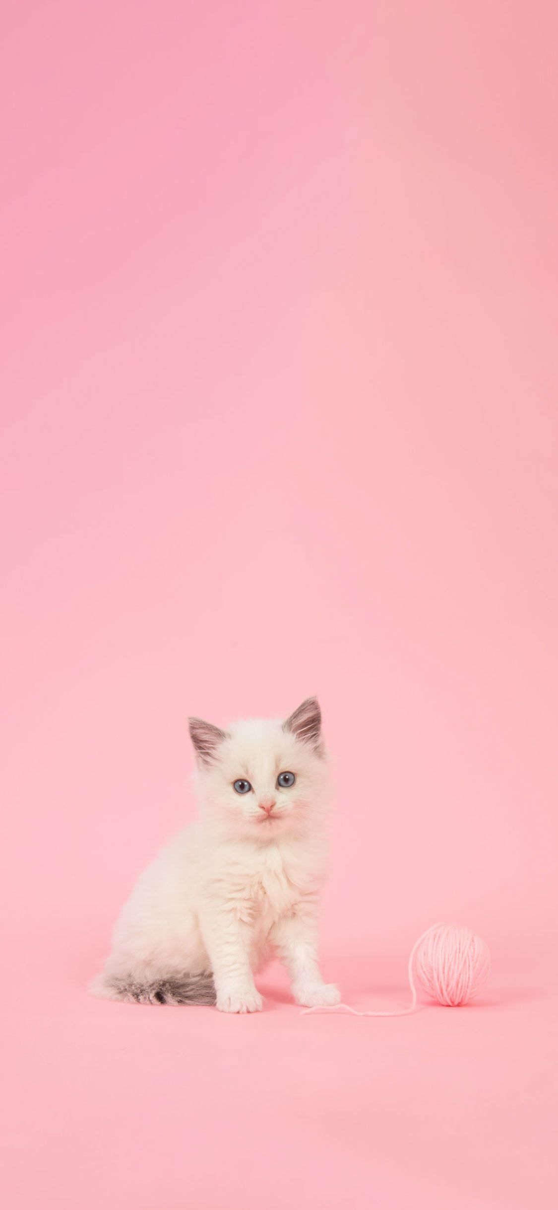 Girly Cute Kitty Wallpapers