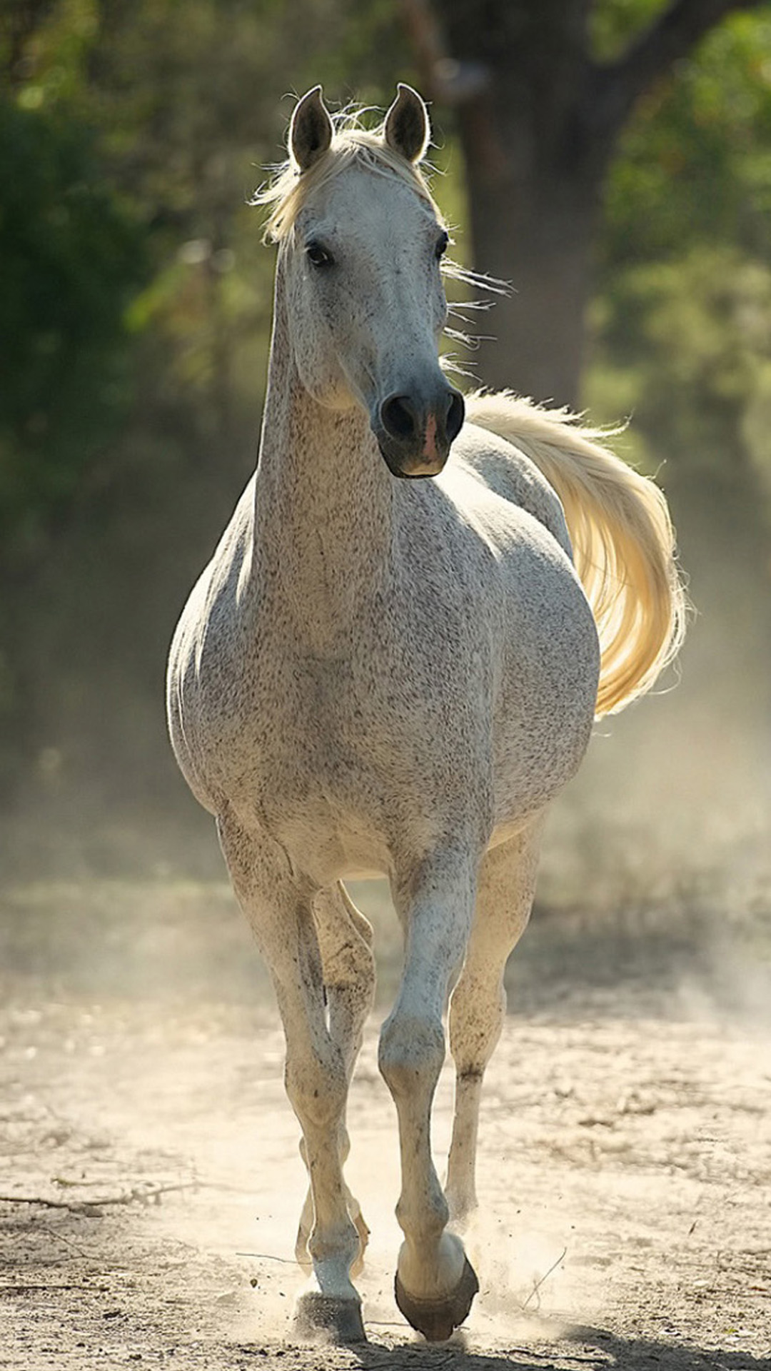 Girly Horse For Phone Wallpapers