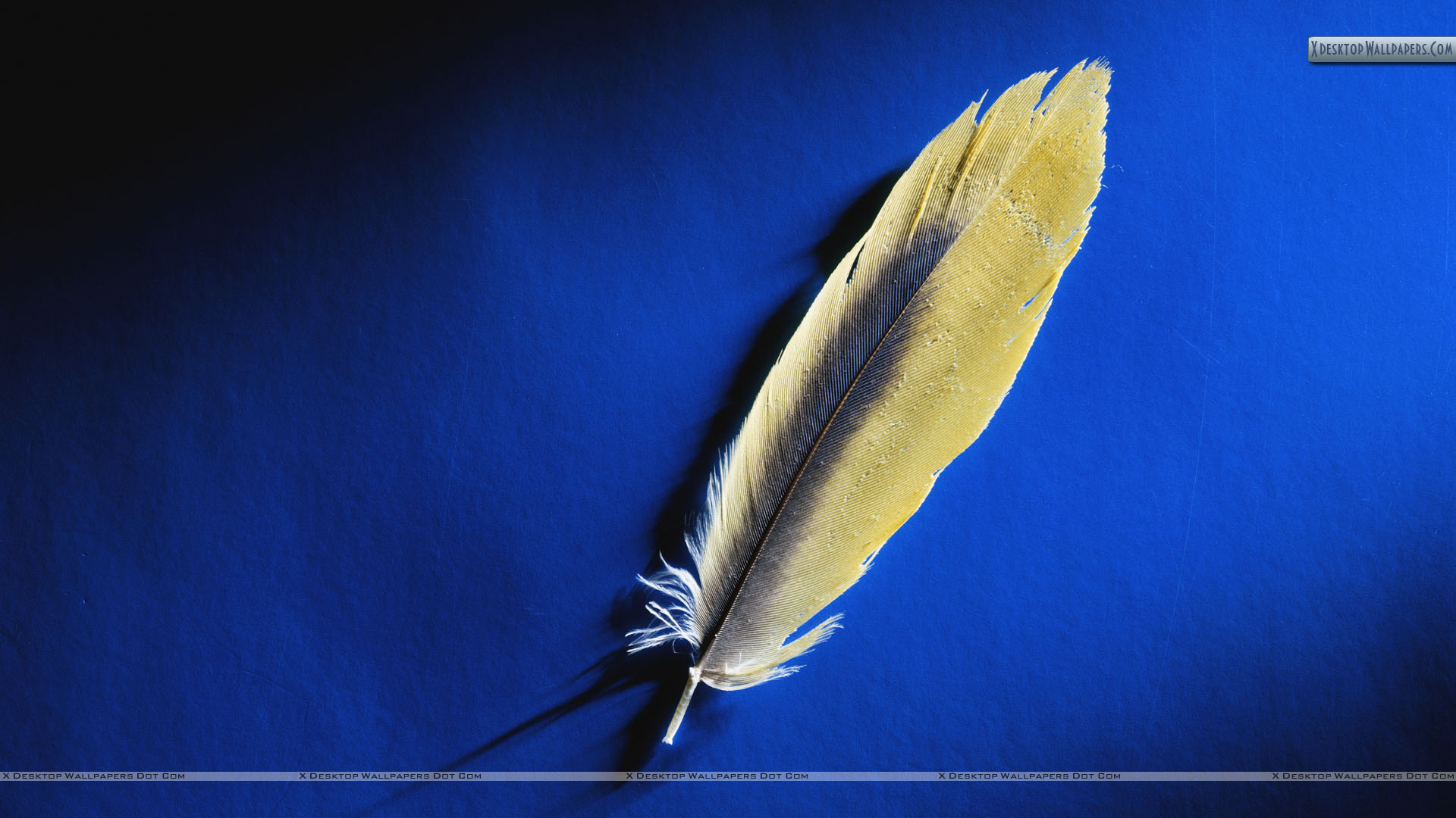 Gold Feather Wallpapers