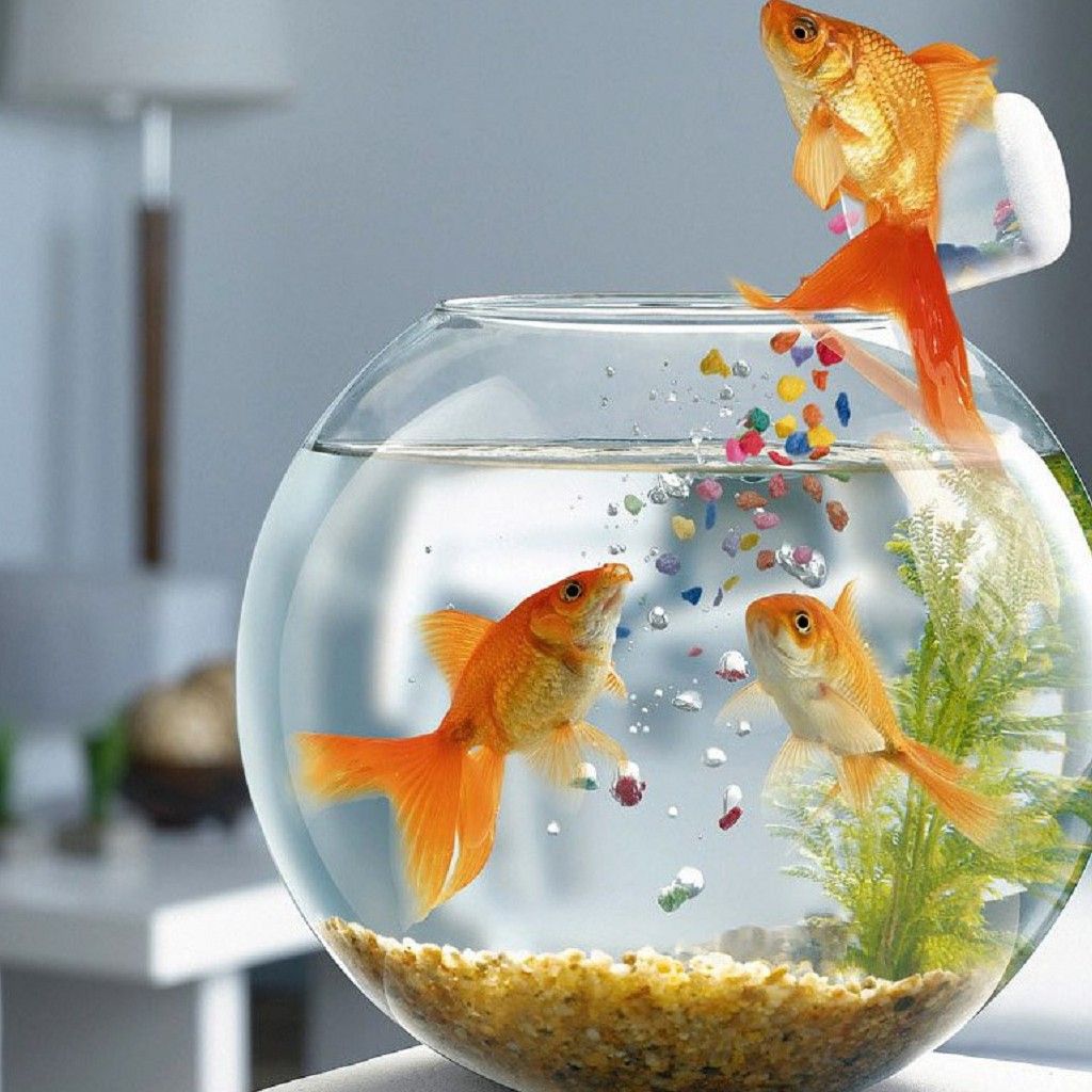 Gold Fish Live Wallpapers