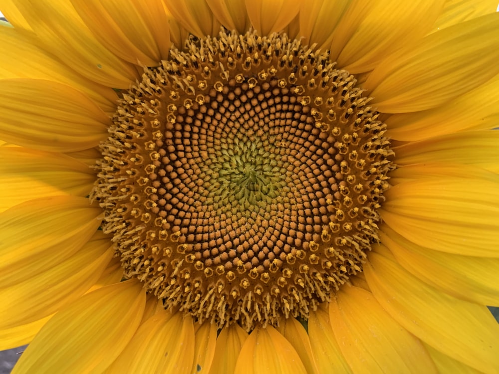 Golden Ratio Wallpapers