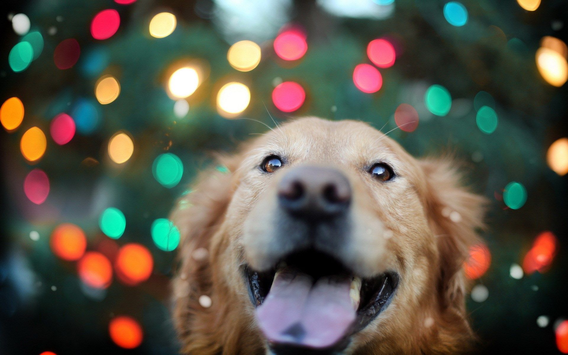 Golden Retriever Christmas Wallpapers