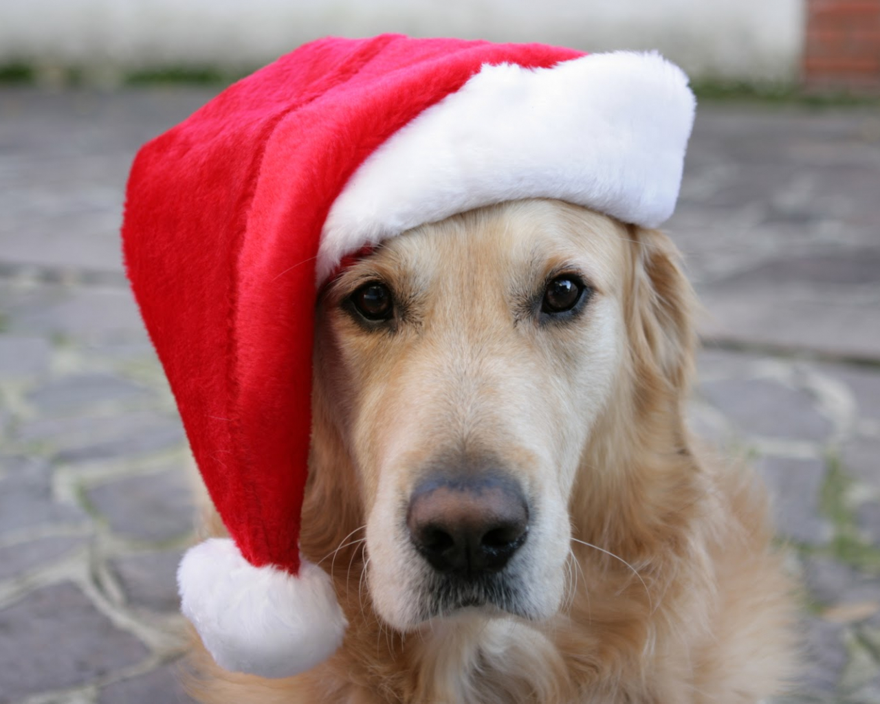 Golden Retriever Christmas Wallpapers