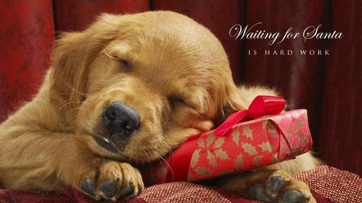 Golden Retriever Christmas Wallpapers