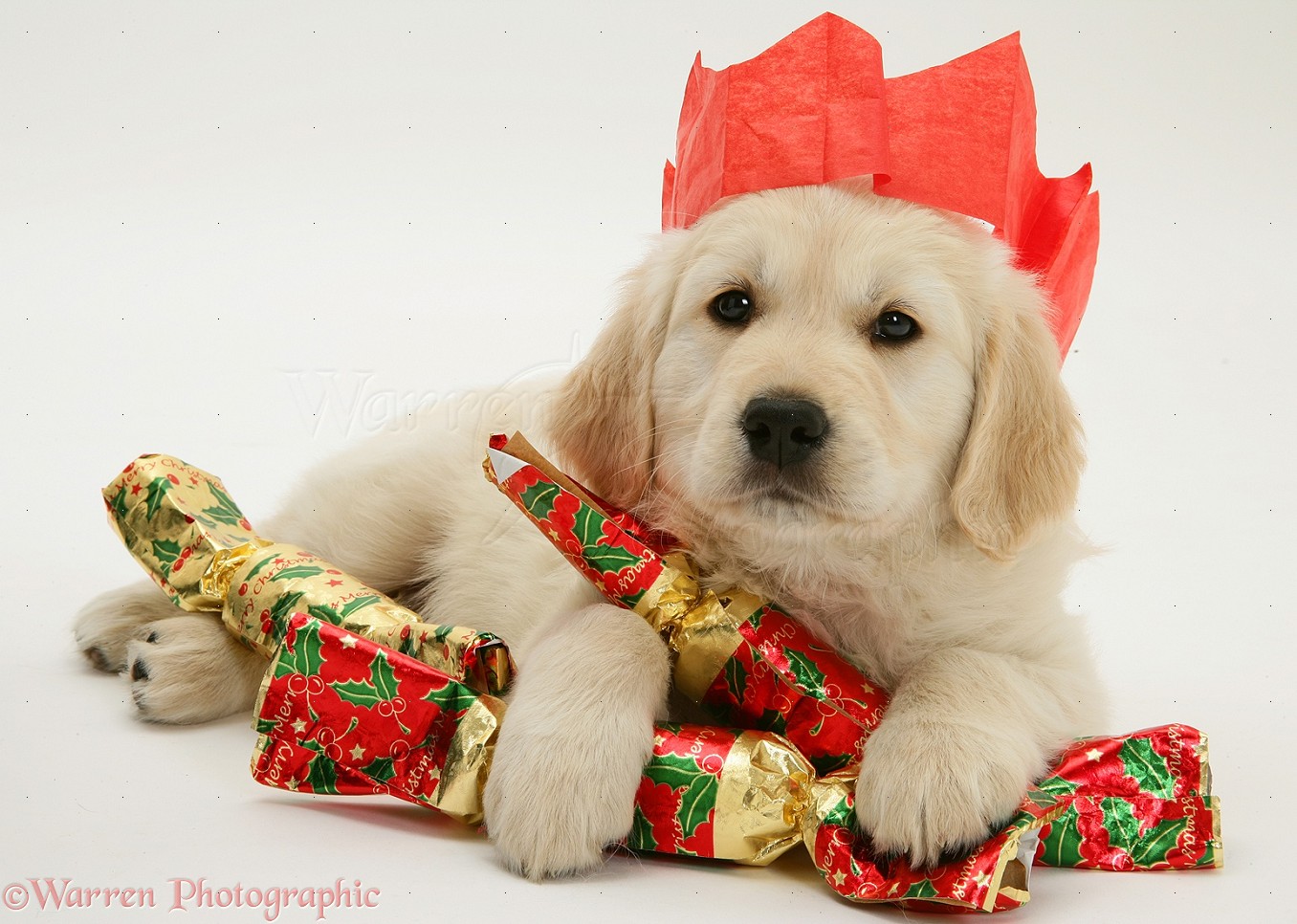 Golden Retriever Christmas Wallpapers