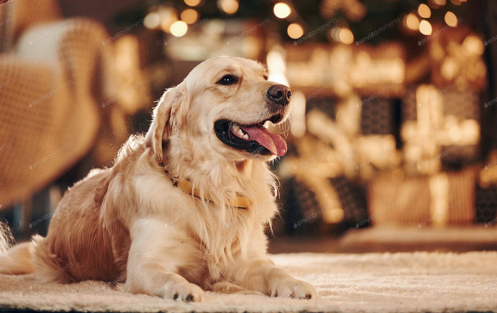 Golden Retriever Christmas Wallpapers