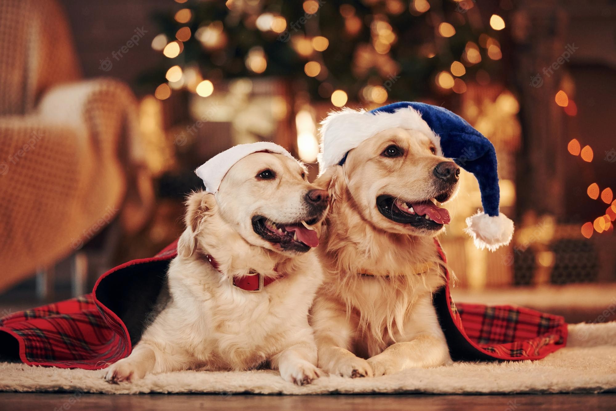 Golden Retriever Christmas Wallpapers