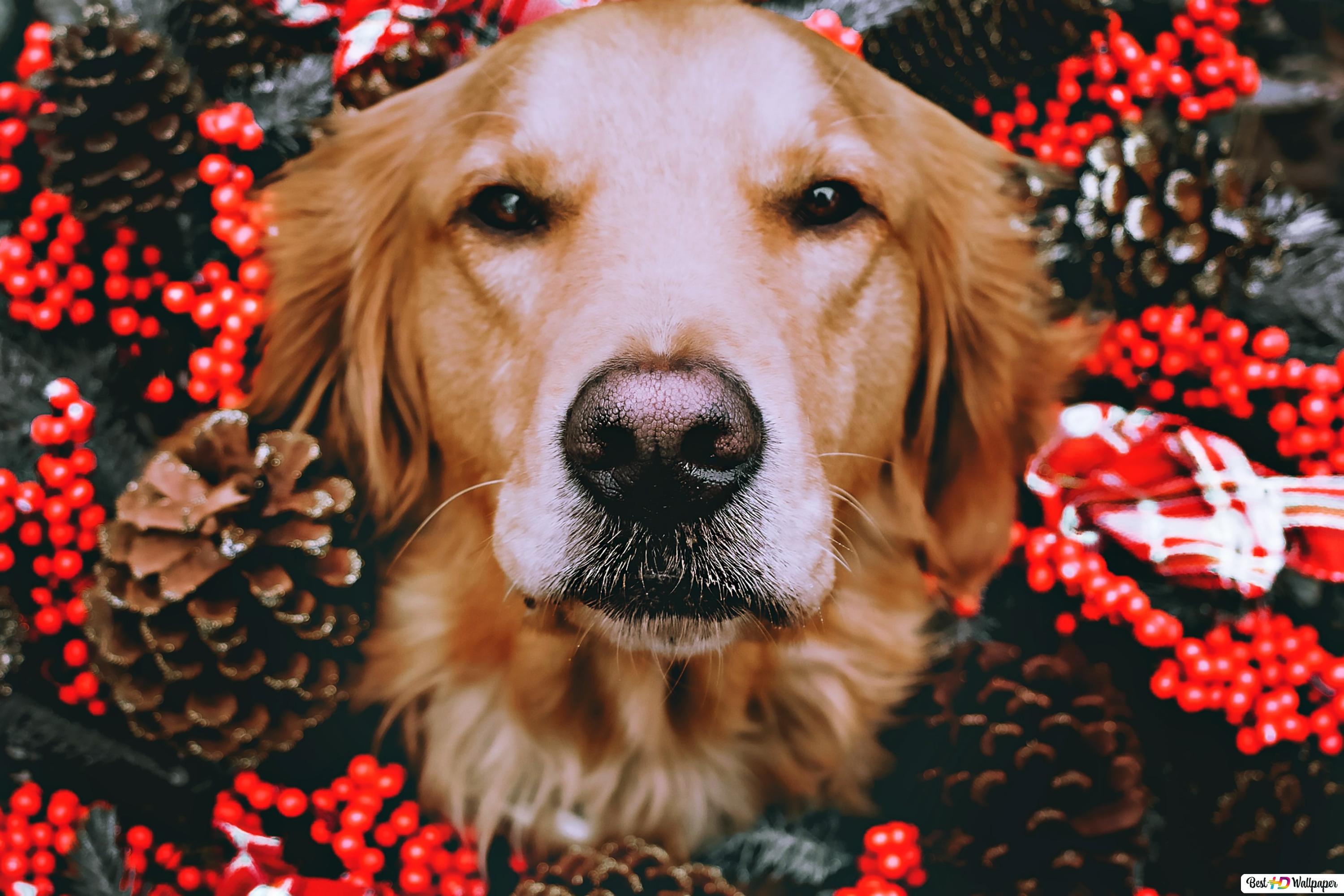 Golden Retriever Christmas Wallpapers