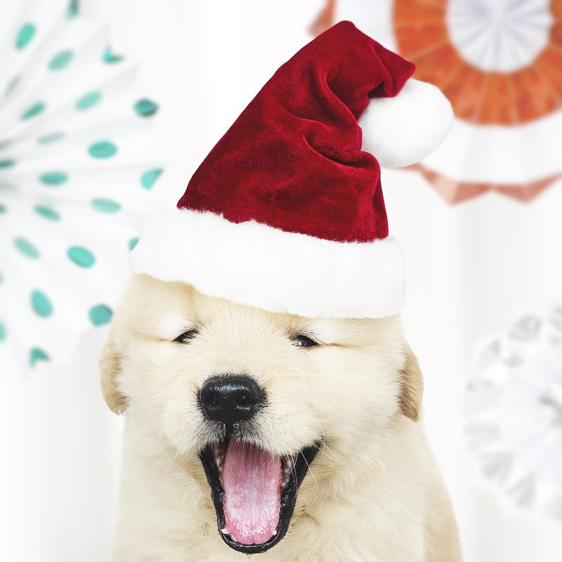 Golden Retriever Christmas Wallpapers