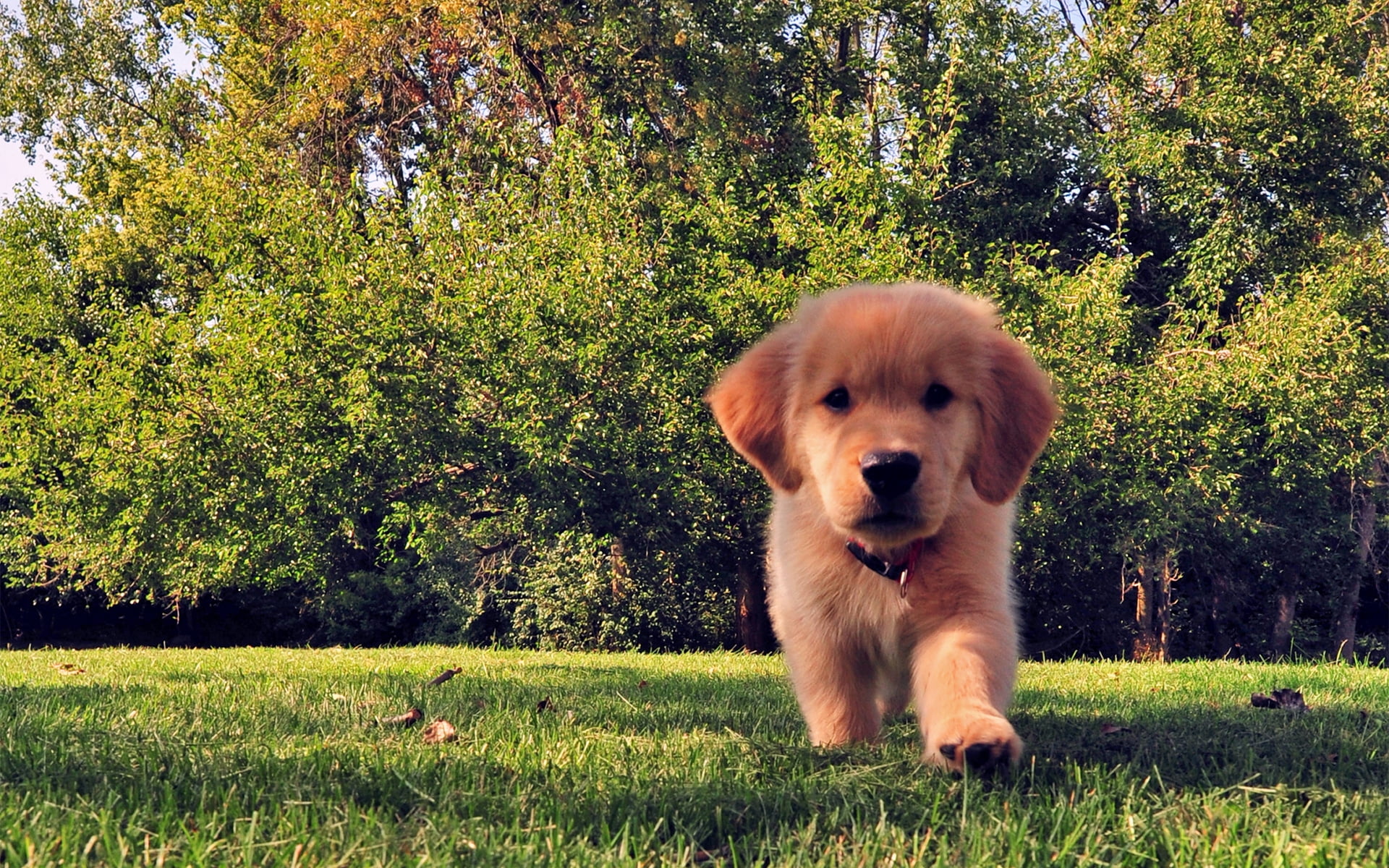 Golden Retriever Puppies Wallpapers