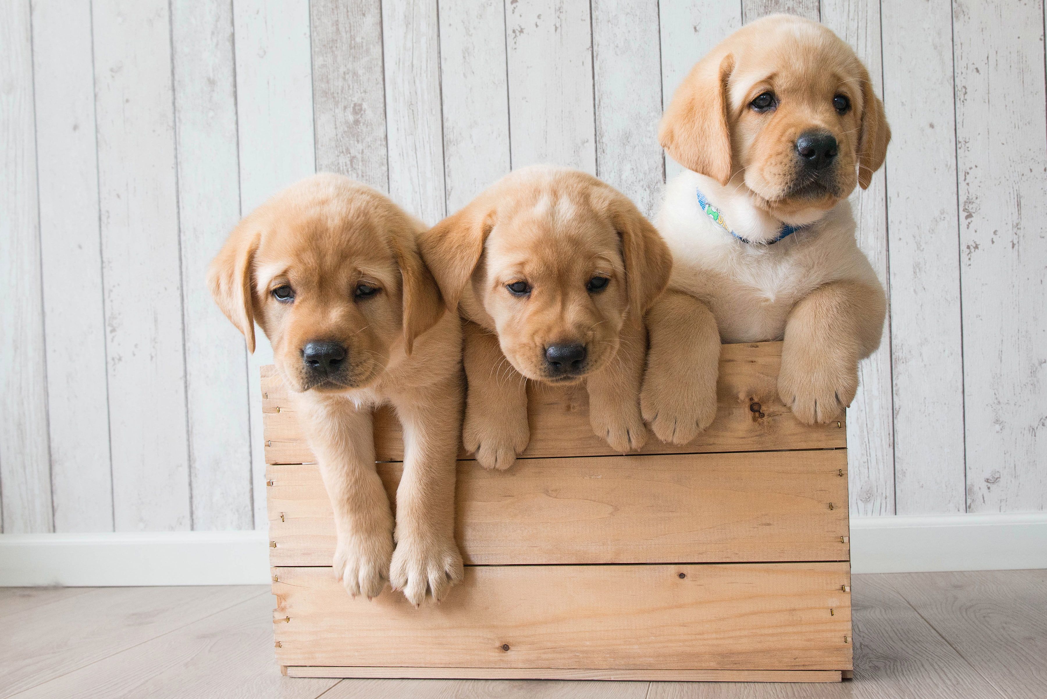 Golden Retriever Puppies Wallpapers