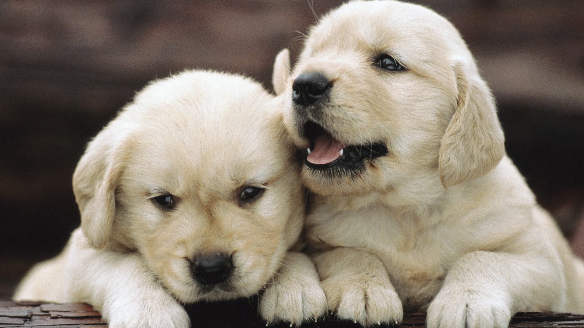 Golden Retriever Puppies Wallpapers