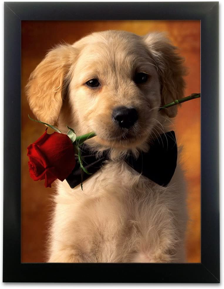 Golden Retriever Puppies Wallpapers