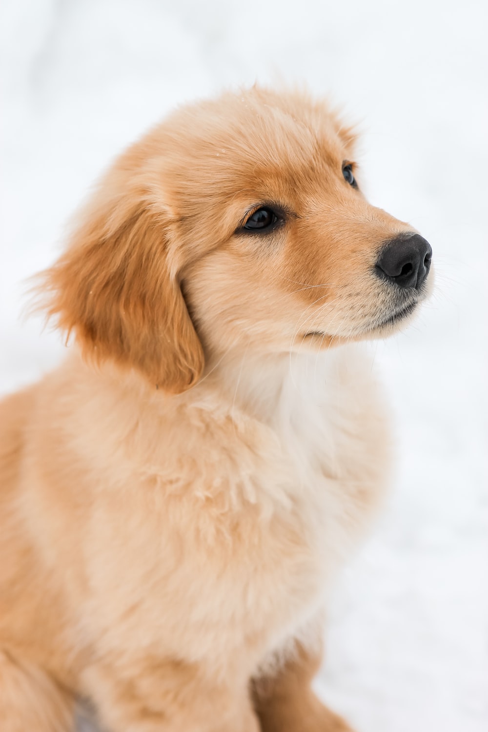 Golden Retriever Puppy Wallpapers