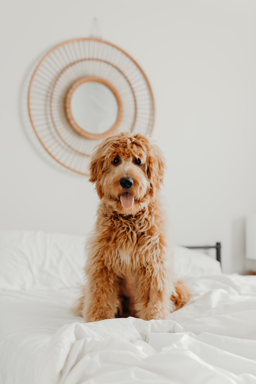 Goldendoodle Wallpapers