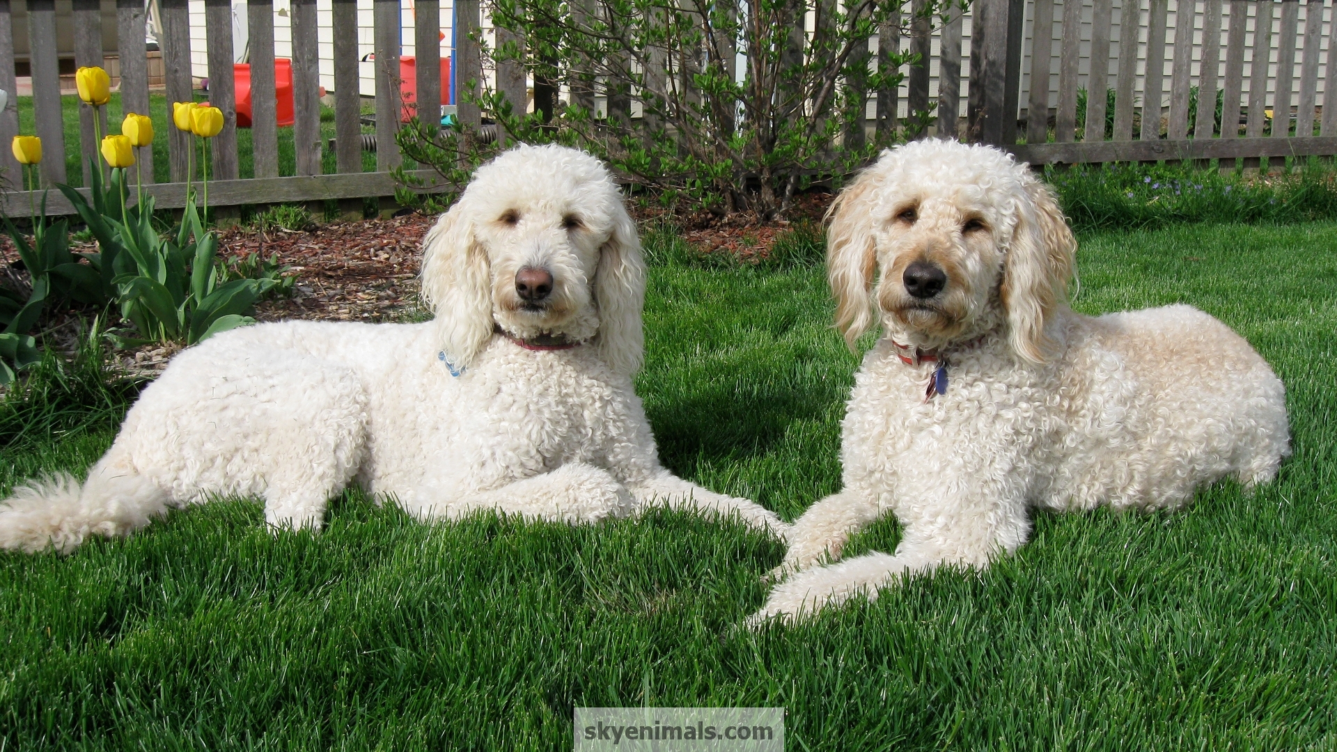 Goldendoodle Wallpapers