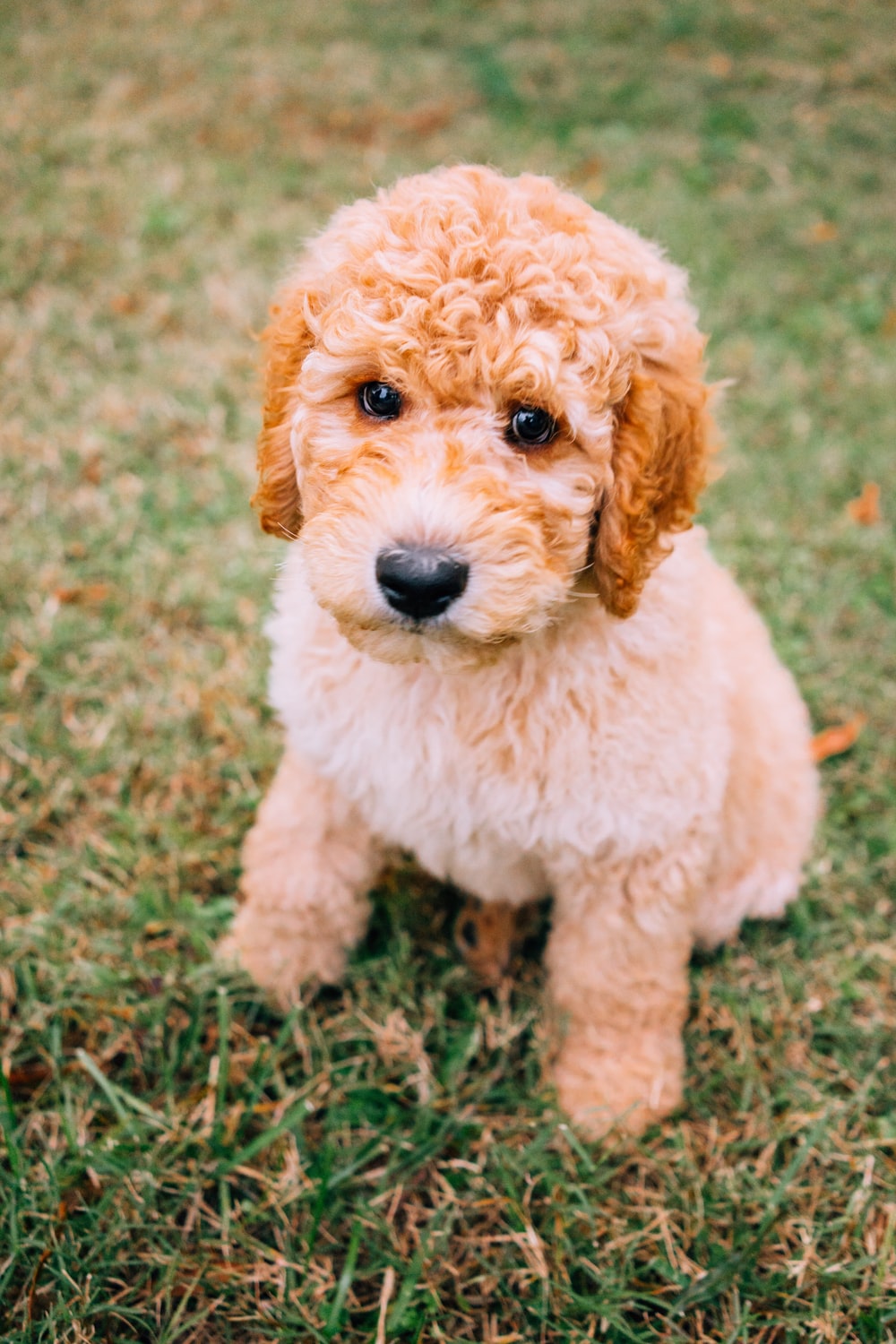 Goldendoodle Wallpapers