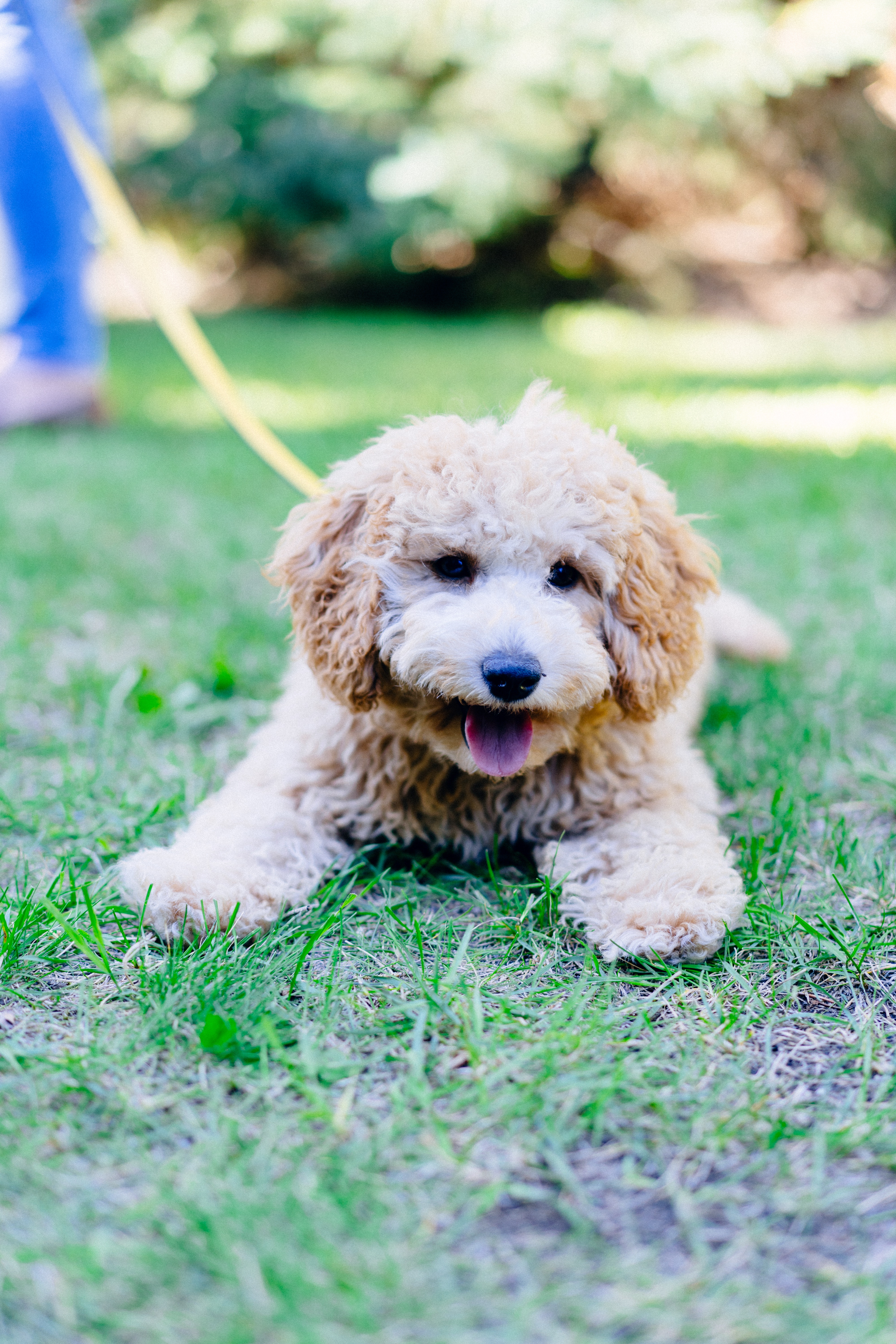 Goldendoodle Wallpapers