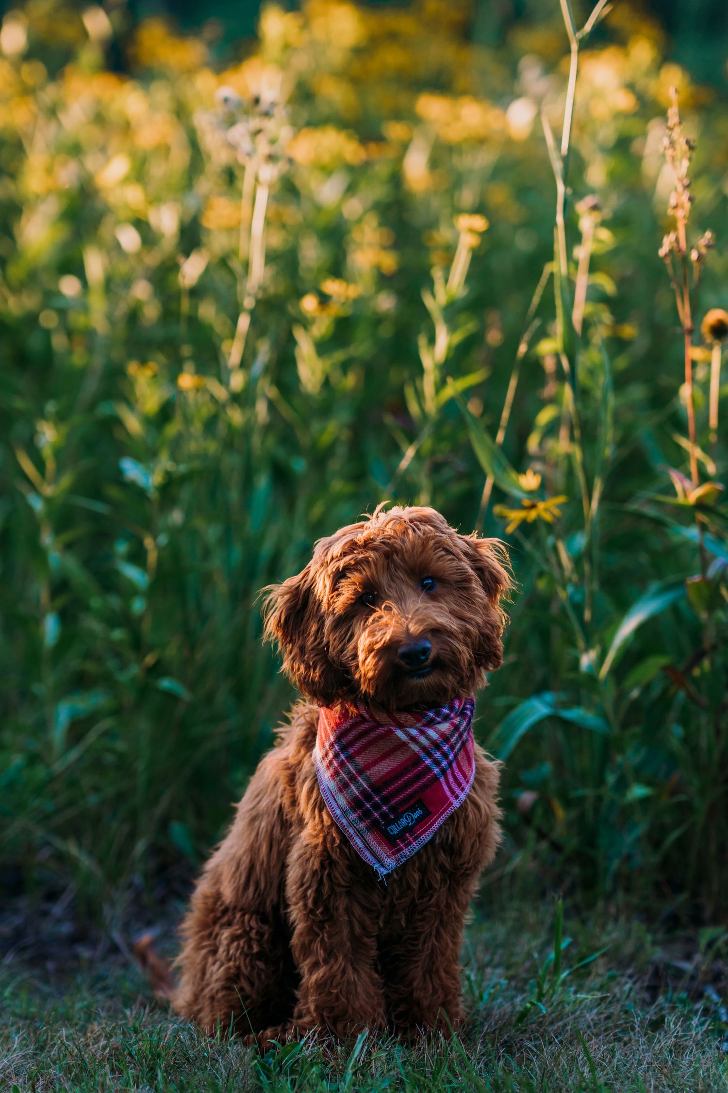 Goldendoodle Wallpapers