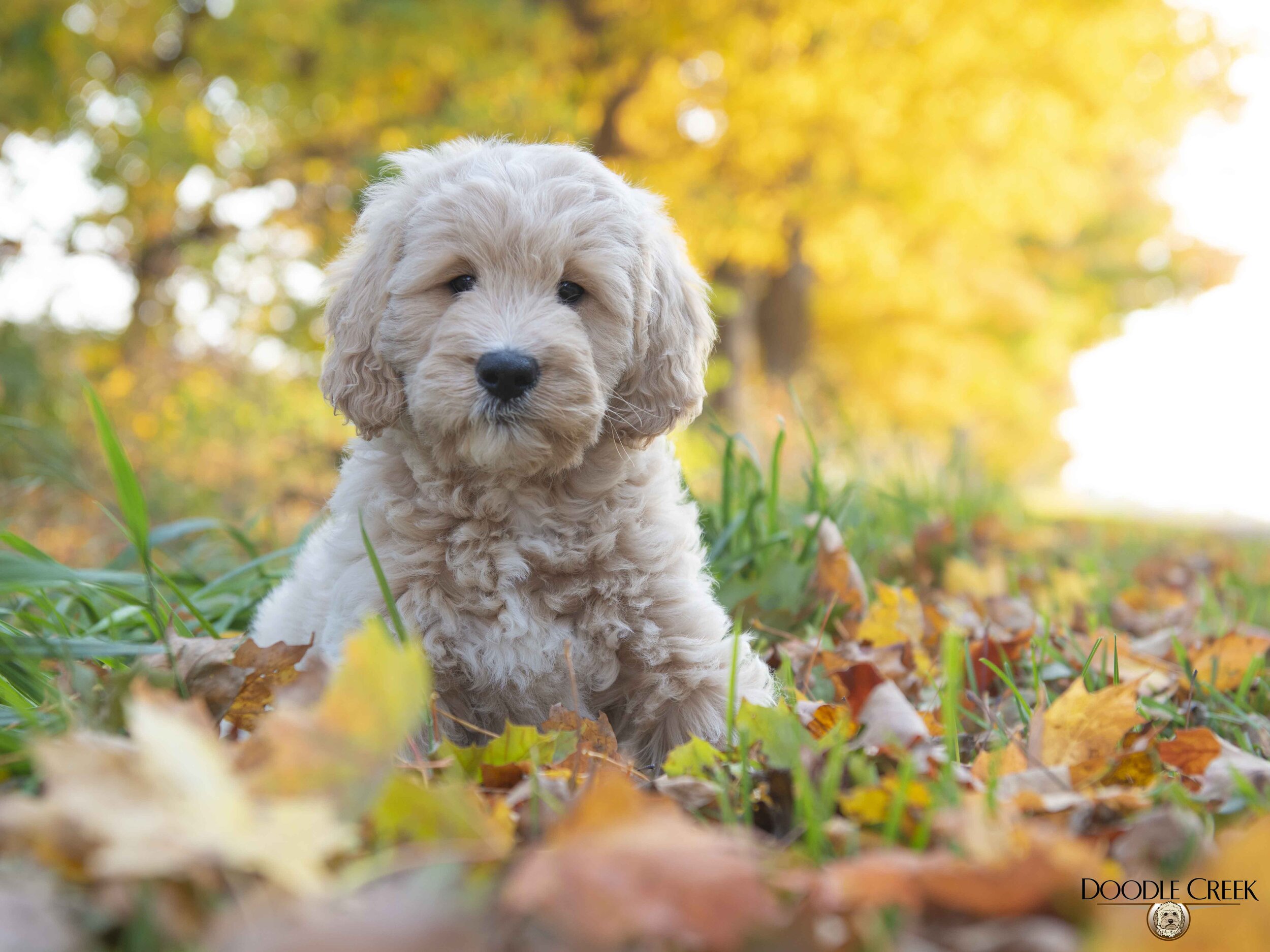 Goldendoodle Wallpapers