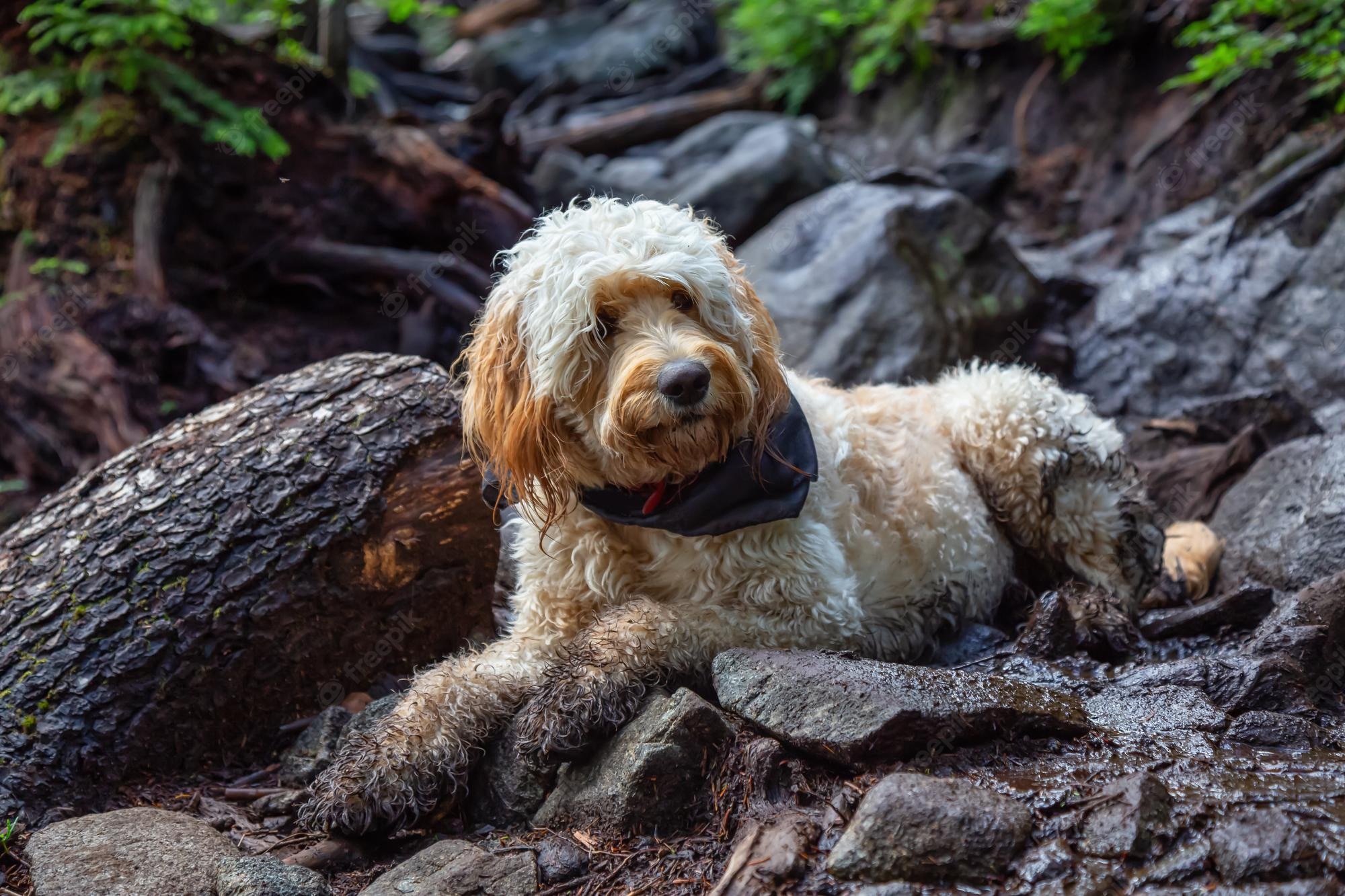 Goldendoodle Wallpapers