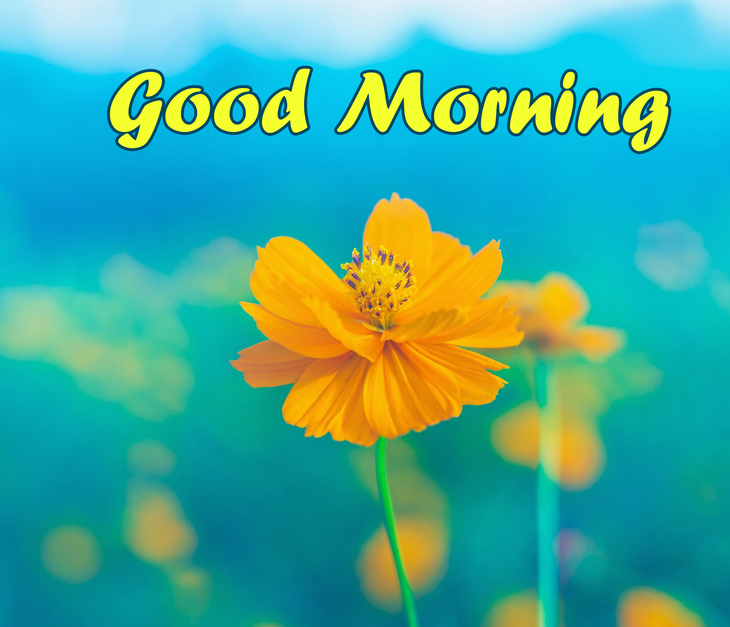 Good Morning 4K Hd Images Wallpapers