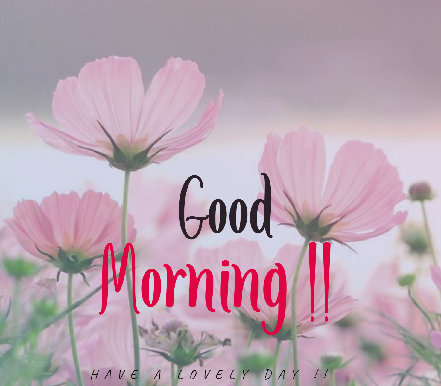 Good Morning 4K Hd Images Wallpapers