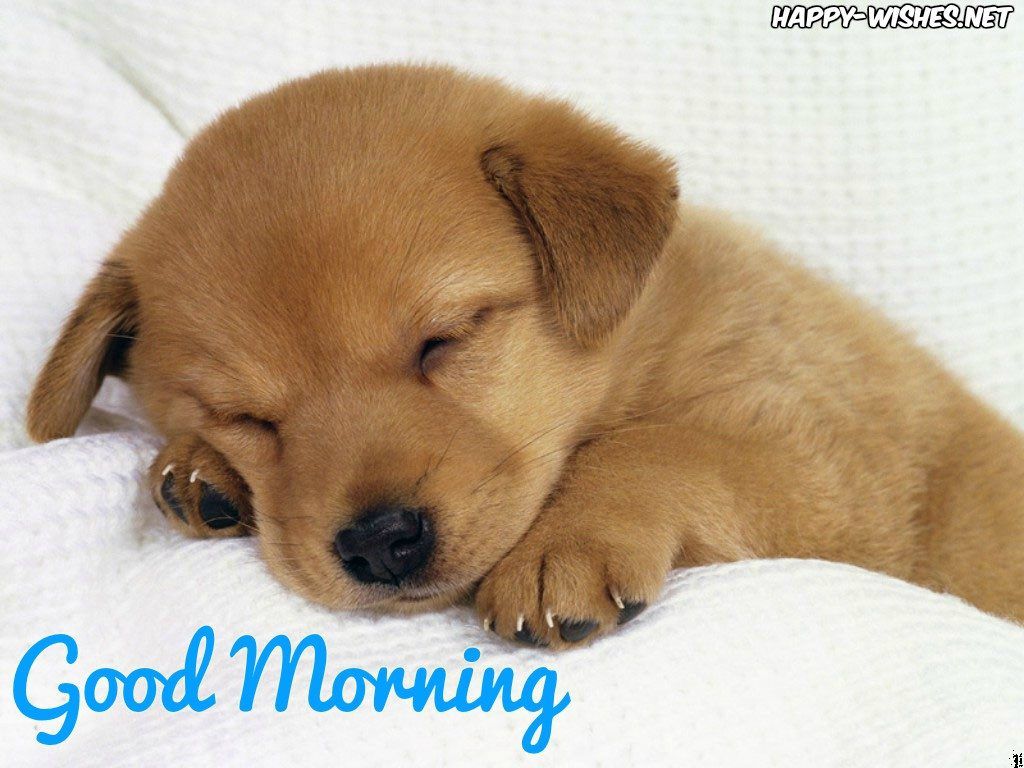 Good Morning Dog Images Wallpapers