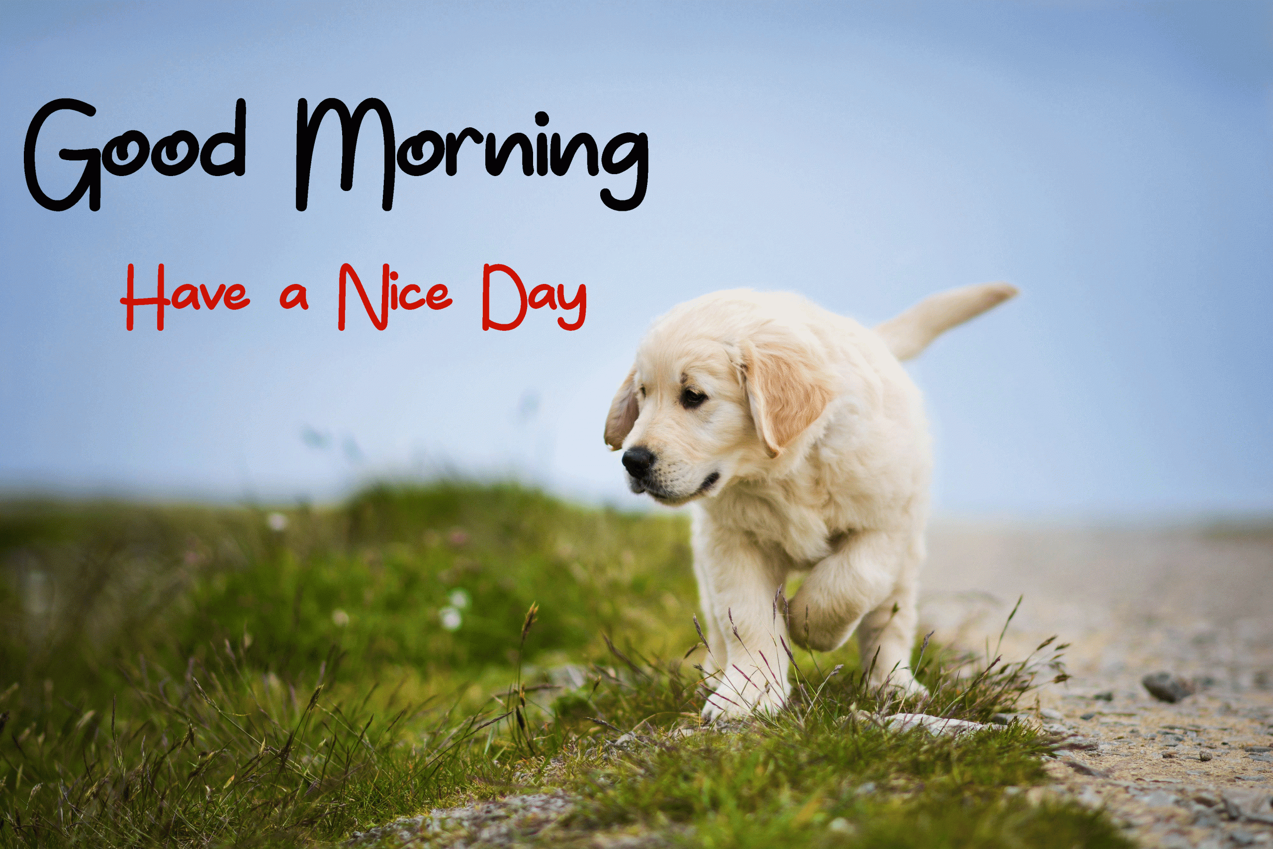 Good Morning Dog Images Wallpapers