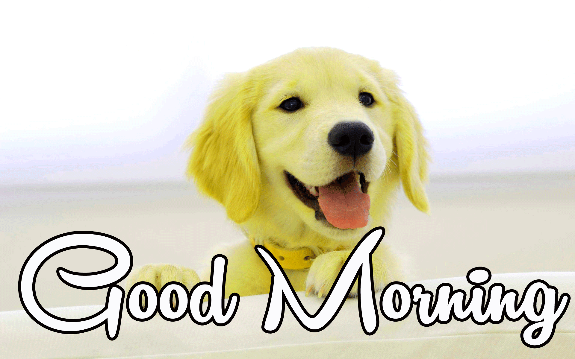 Good Morning Dog Images Wallpapers