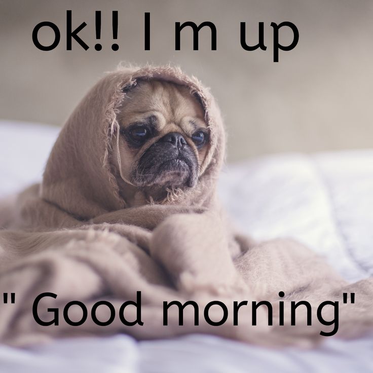 Good Morning Dog Images Wallpapers