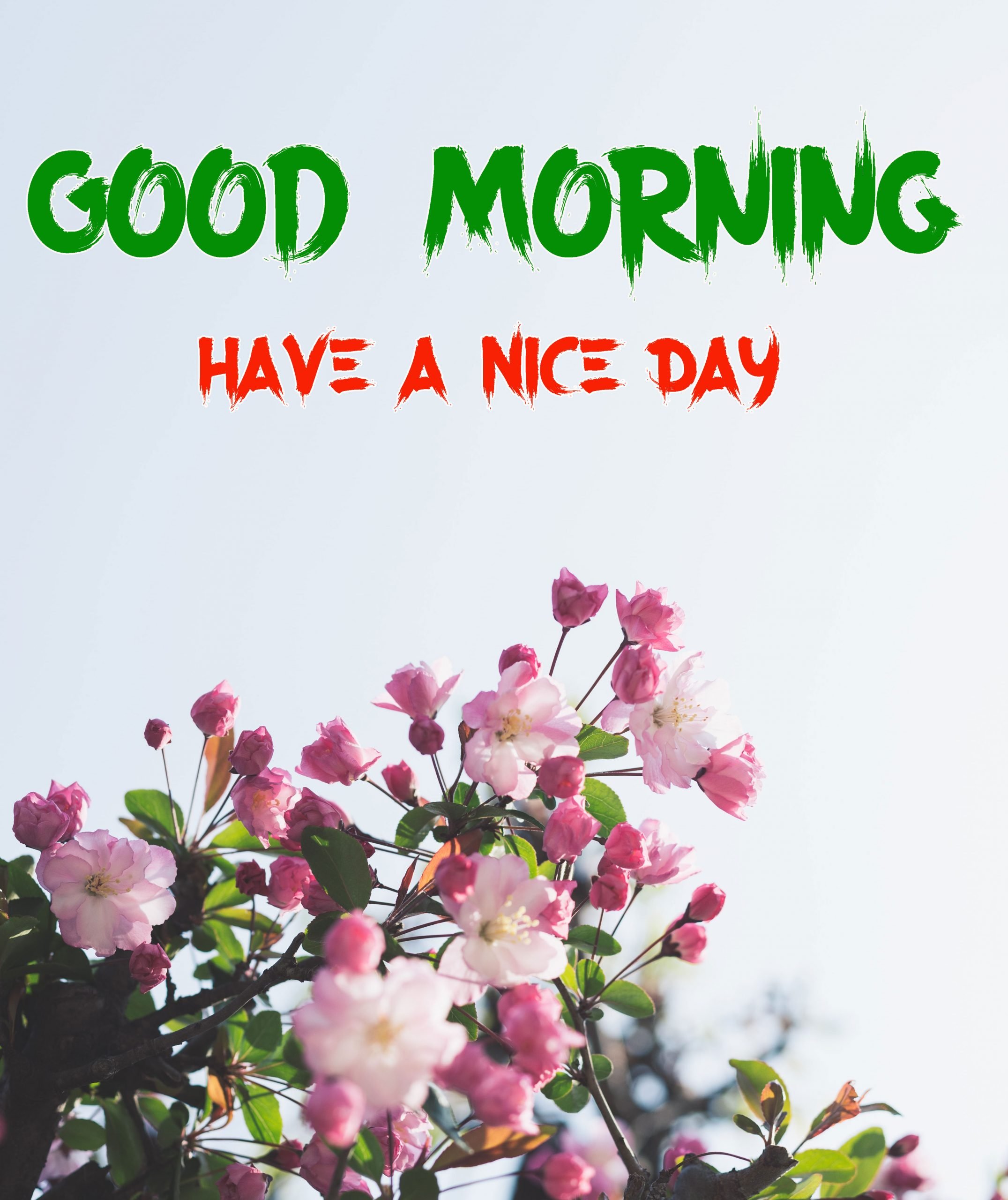 Good Morning Images Hd 1080P Download Wallpapers