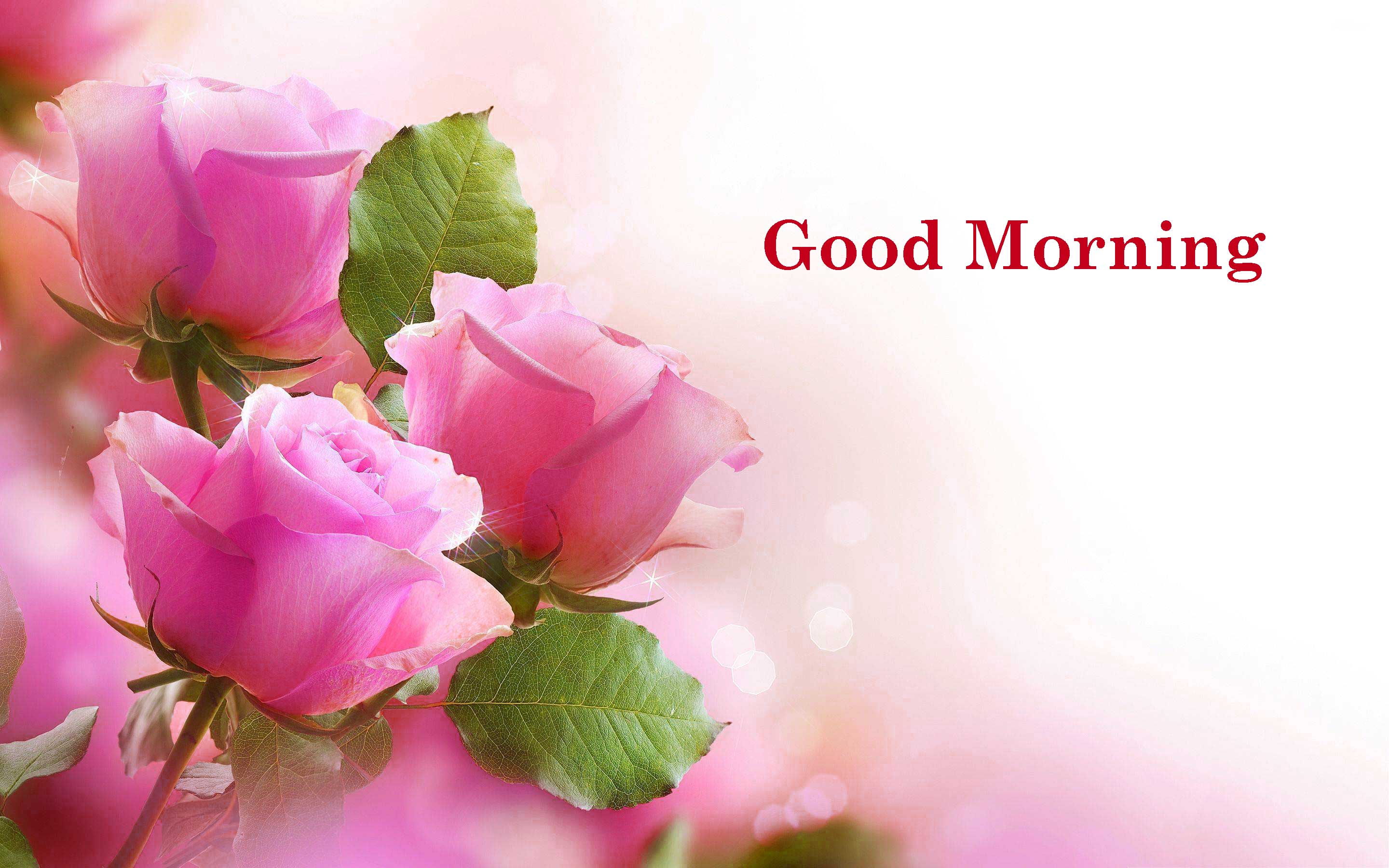 Good Morning Images Hd 1080P Download Wallpapers