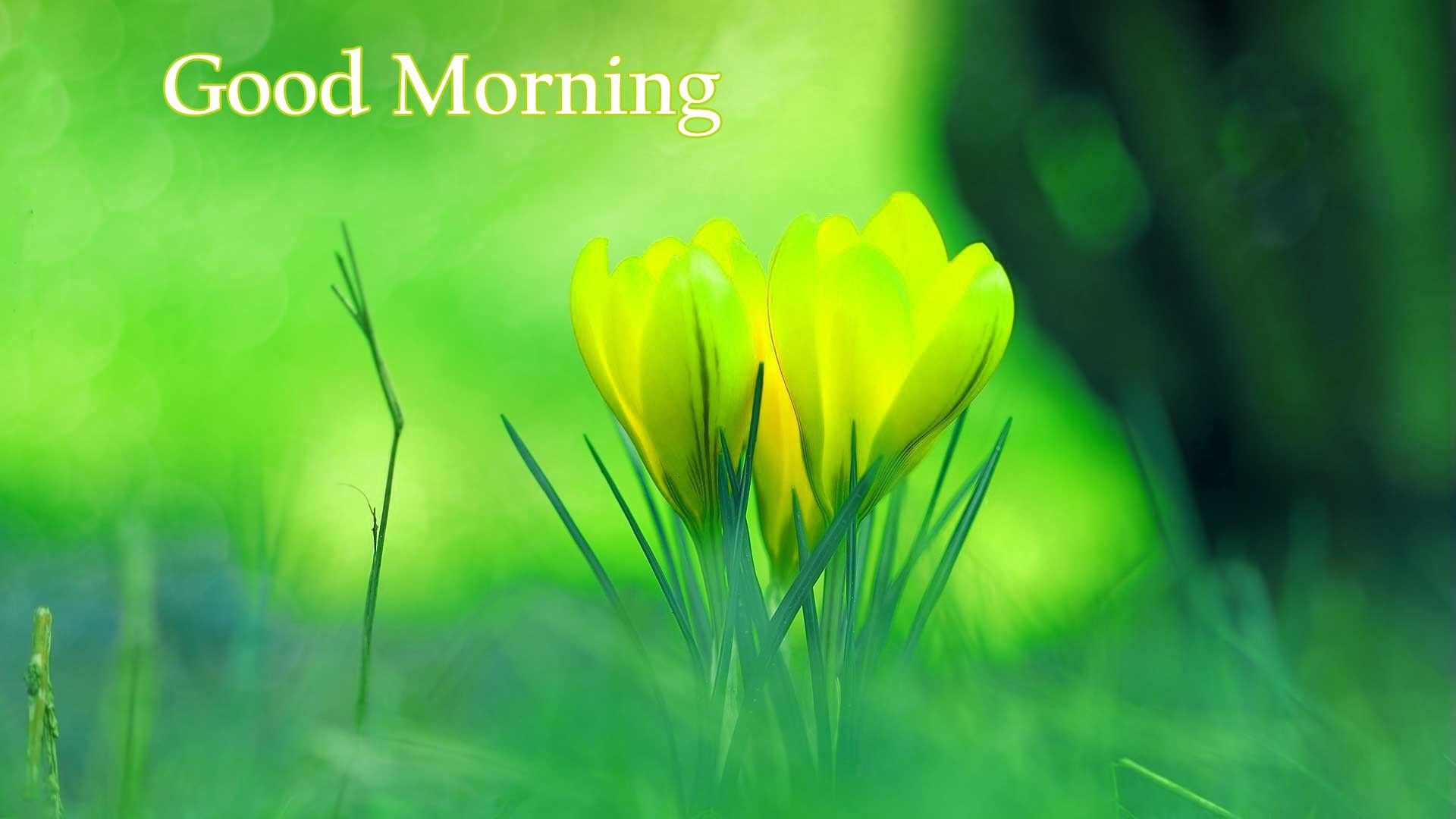 Good Morning Images Hd 1080P Download Wallpapers