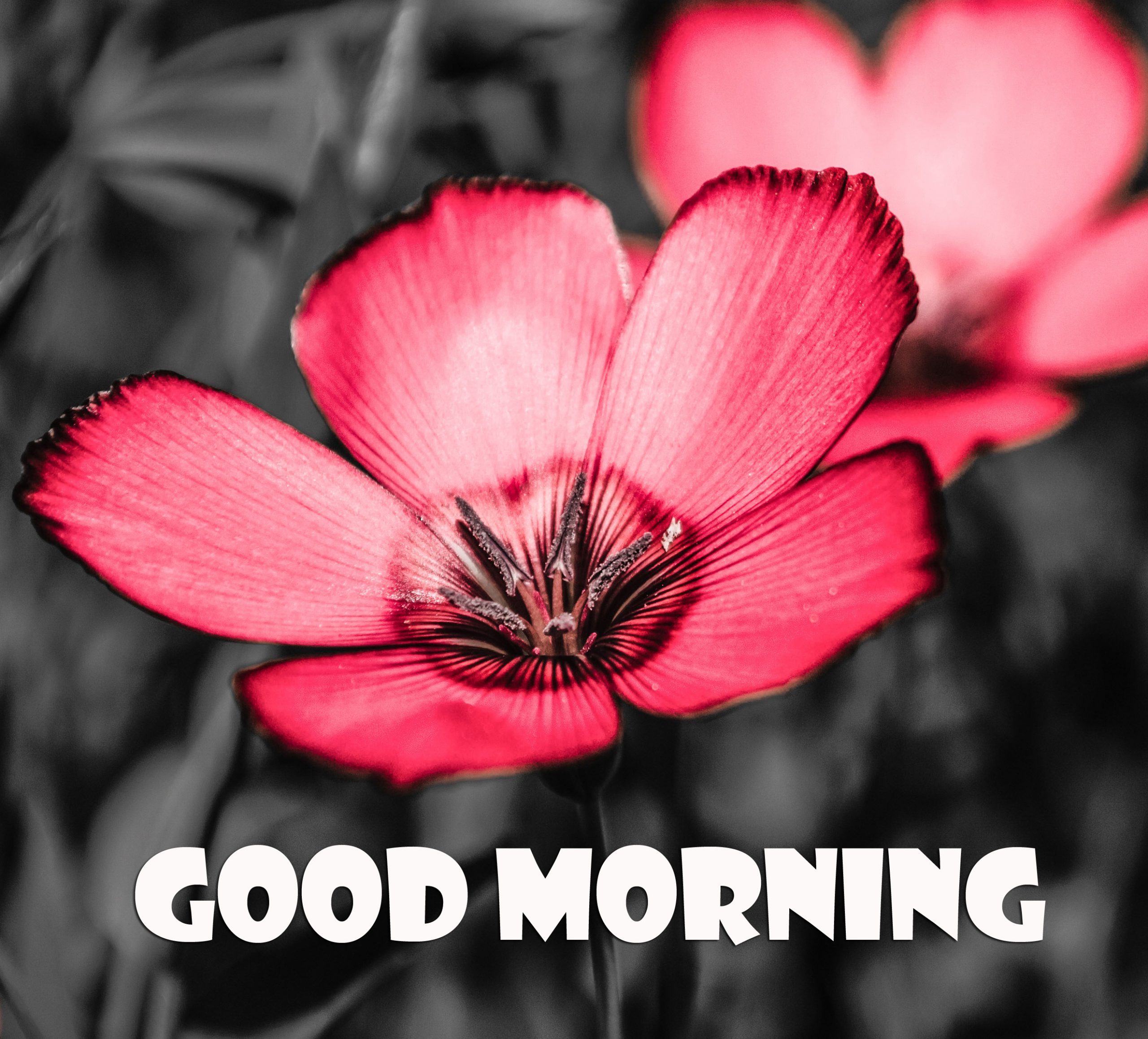 Good Morning Images Hd 1080P Download Wallpapers