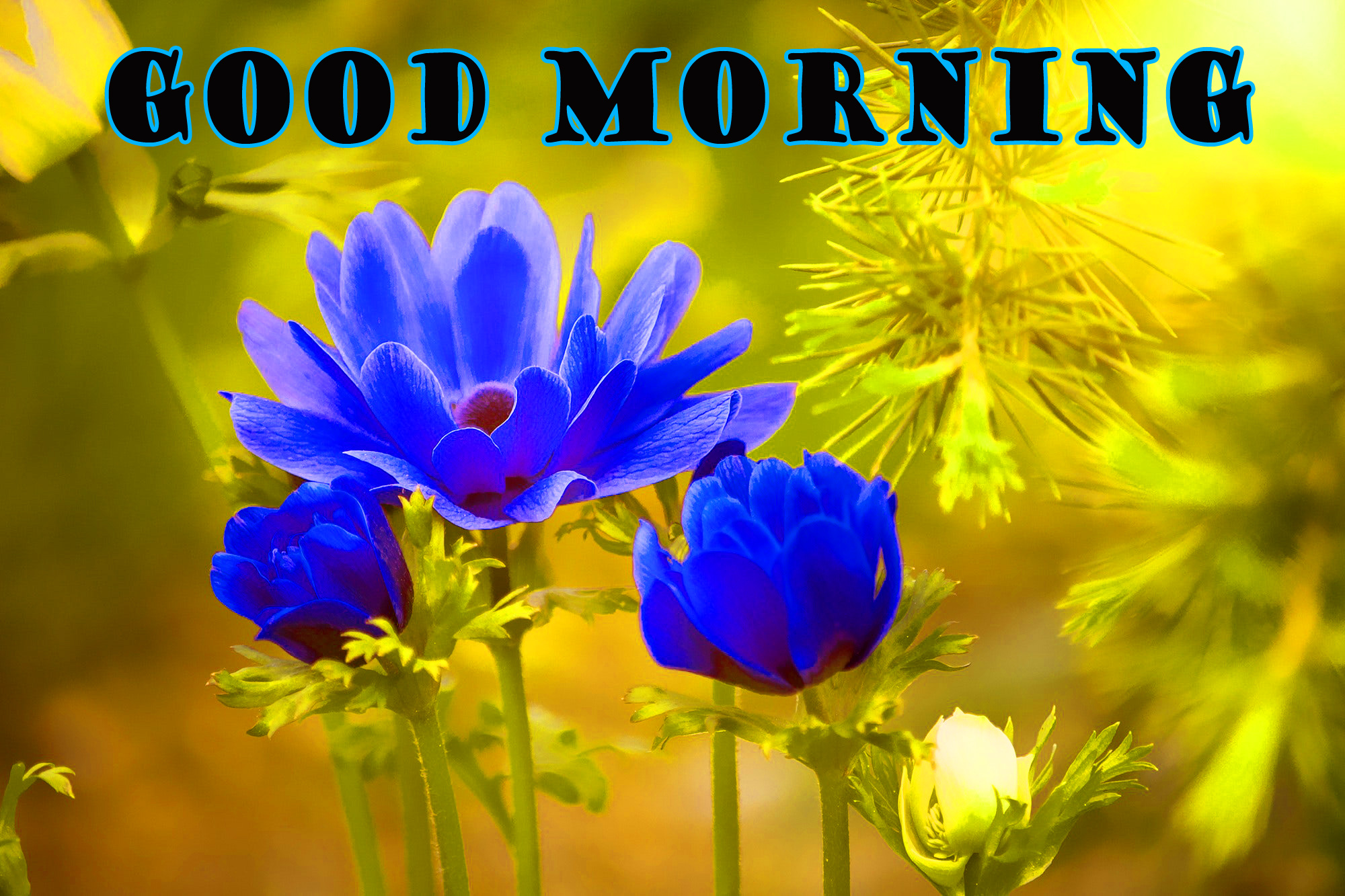 Good Morning Images Hd 1080P Download Wallpapers