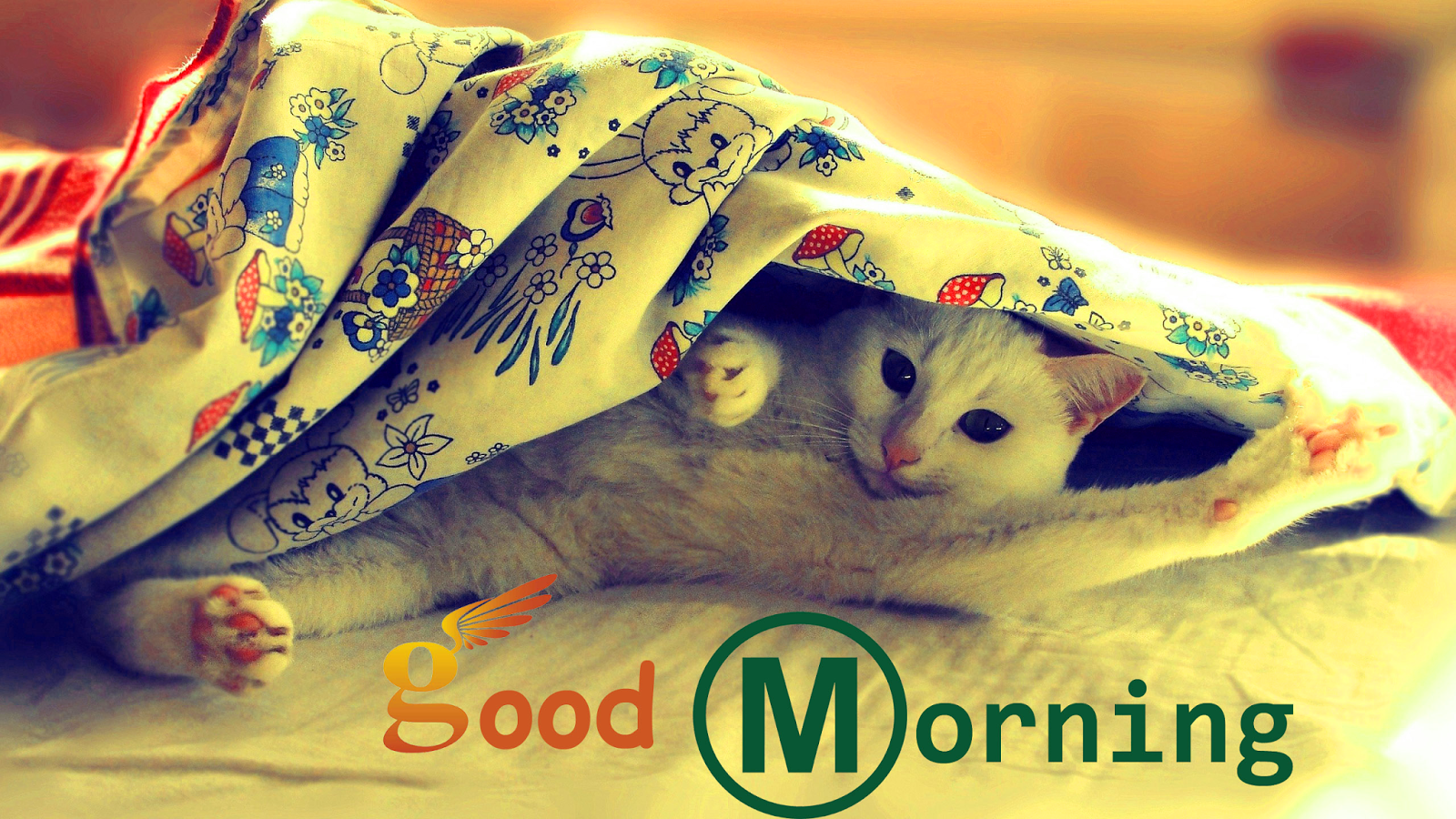 Good Morning Images Hd 1080P Download Wallpapers