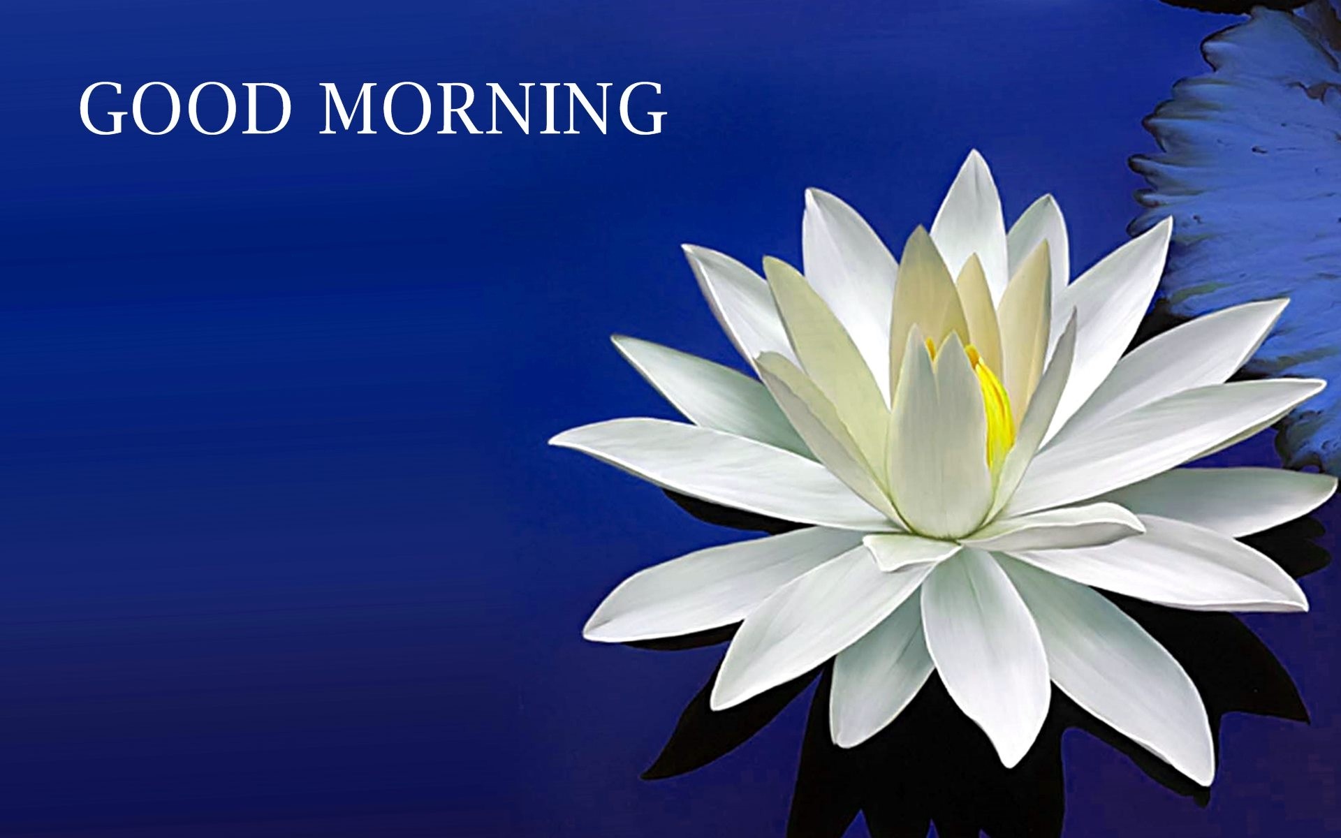 Good Morning Images Hd 1080P Download Wallpapers