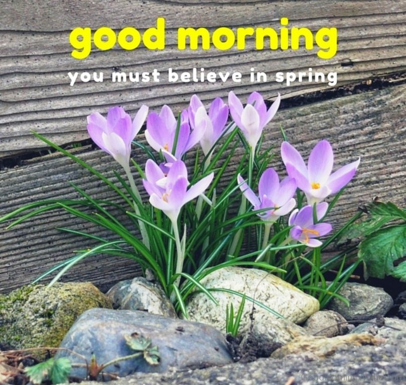 Good Morning Spring Images Wallpapers