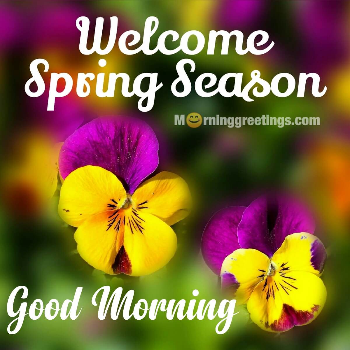 Good Morning Spring Images Wallpapers