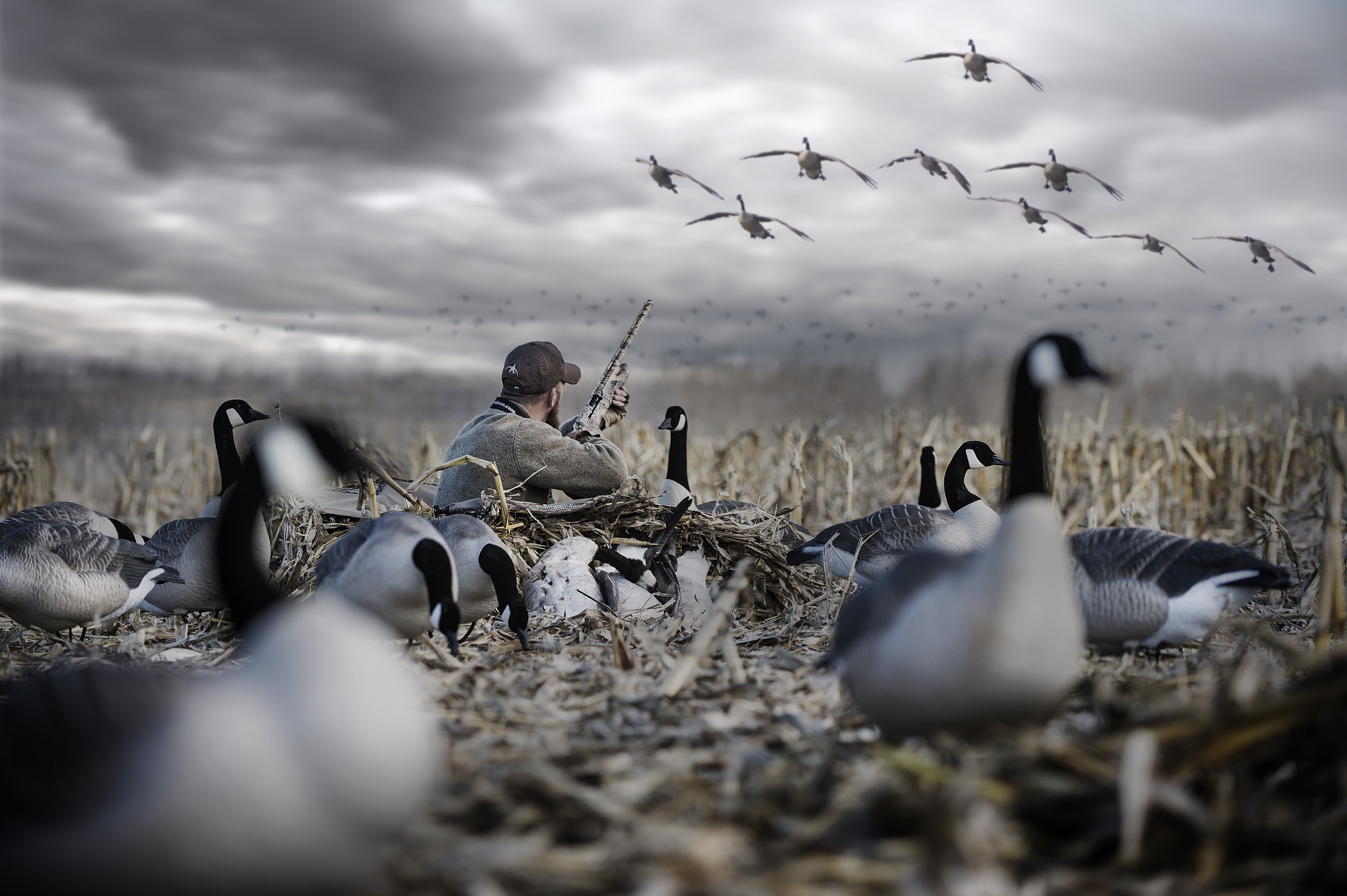 Goose Hunting Wallpapers