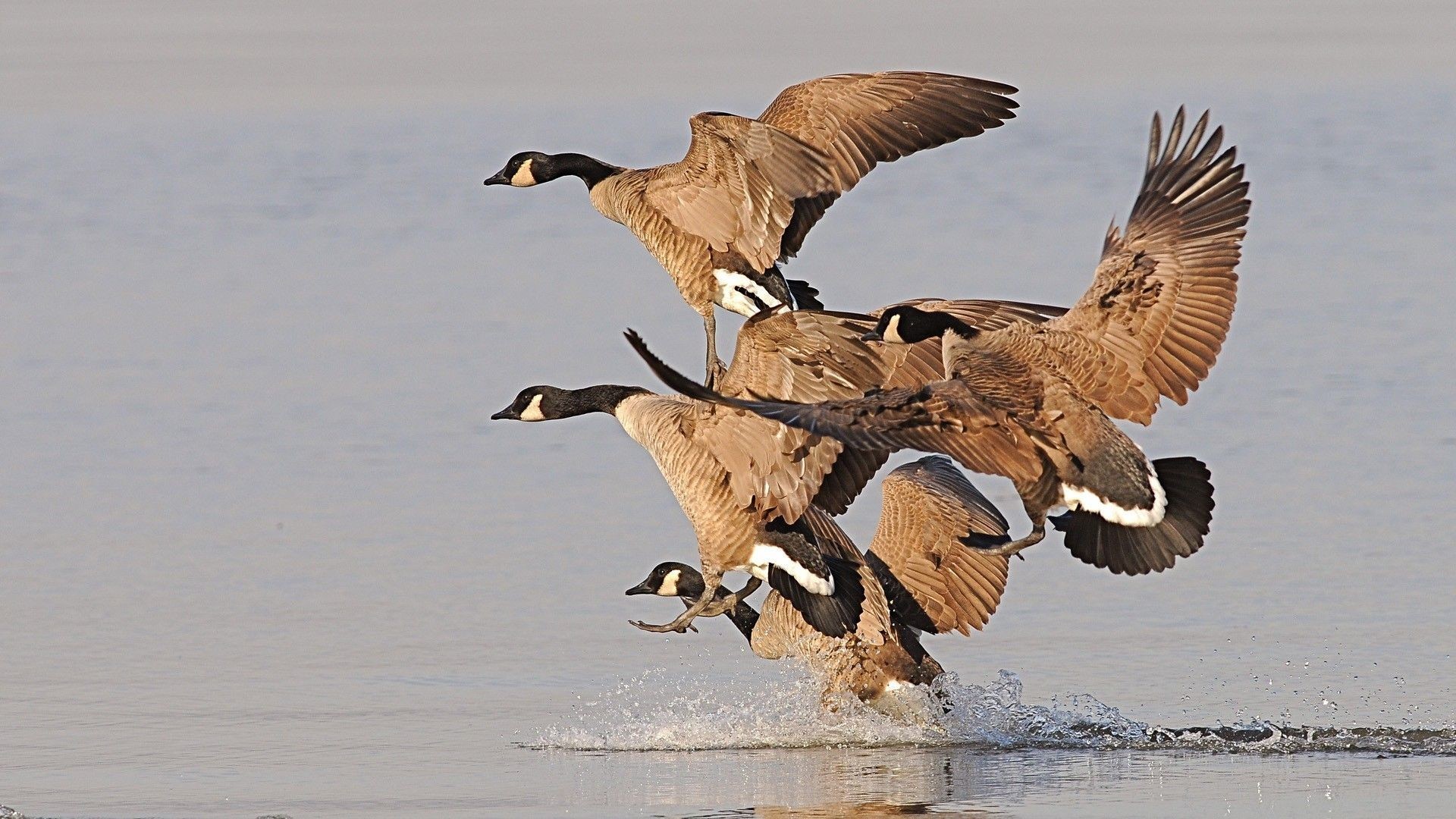Goose Hunting Wallpapers