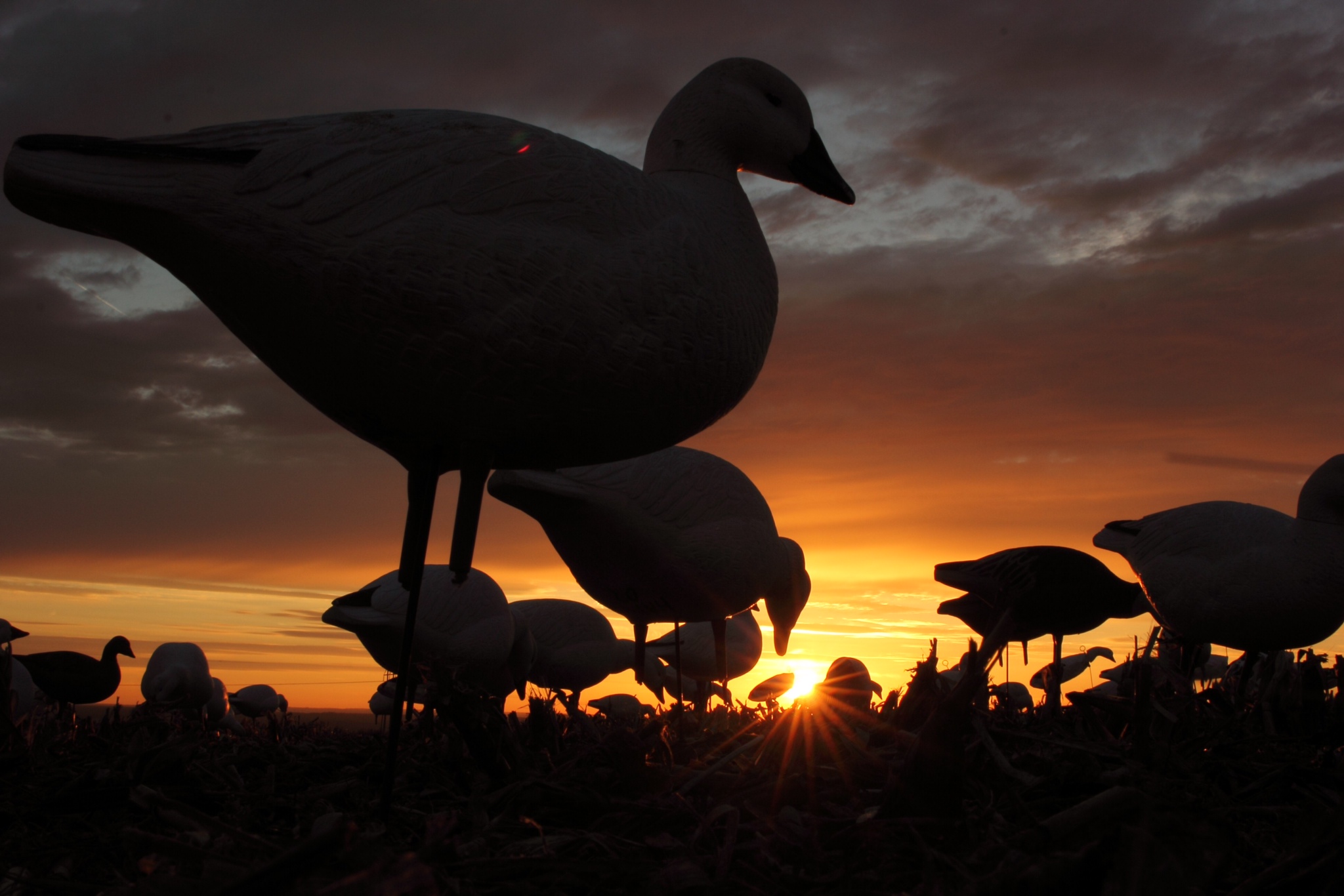 Goose Hunting Wallpapers