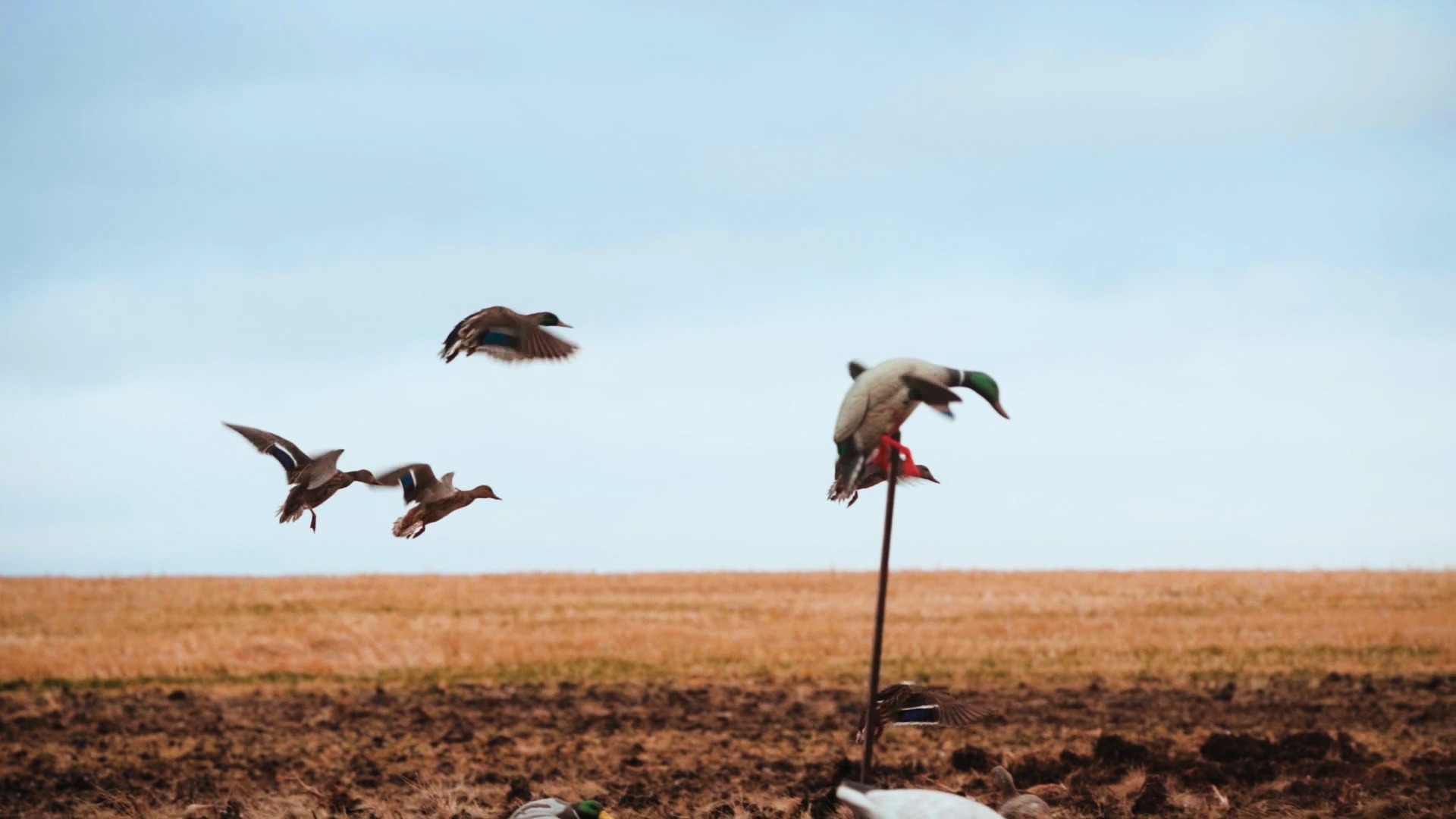 Goose Hunting Wallpapers