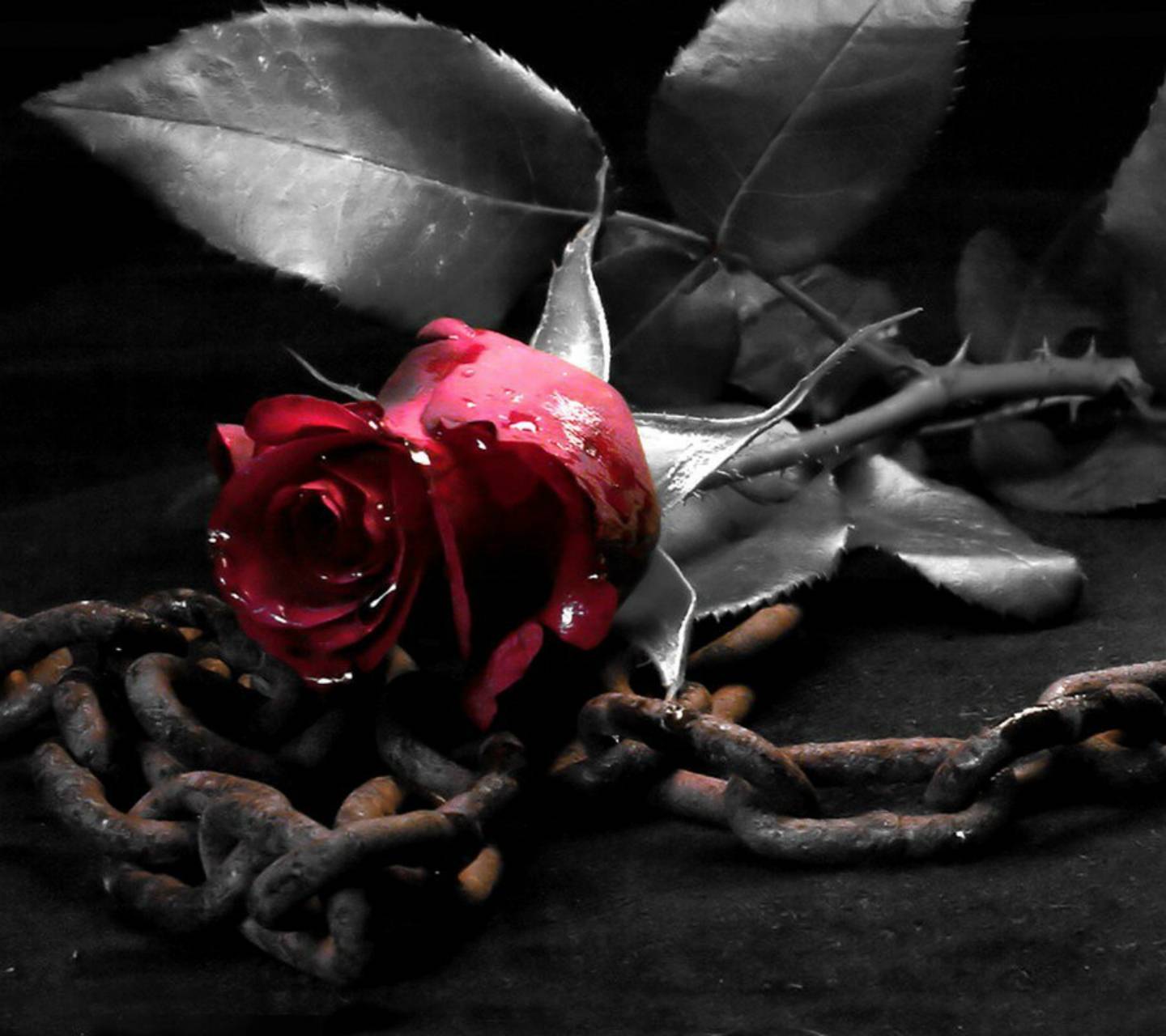 Gothic Black And Red Rose Wallpapers