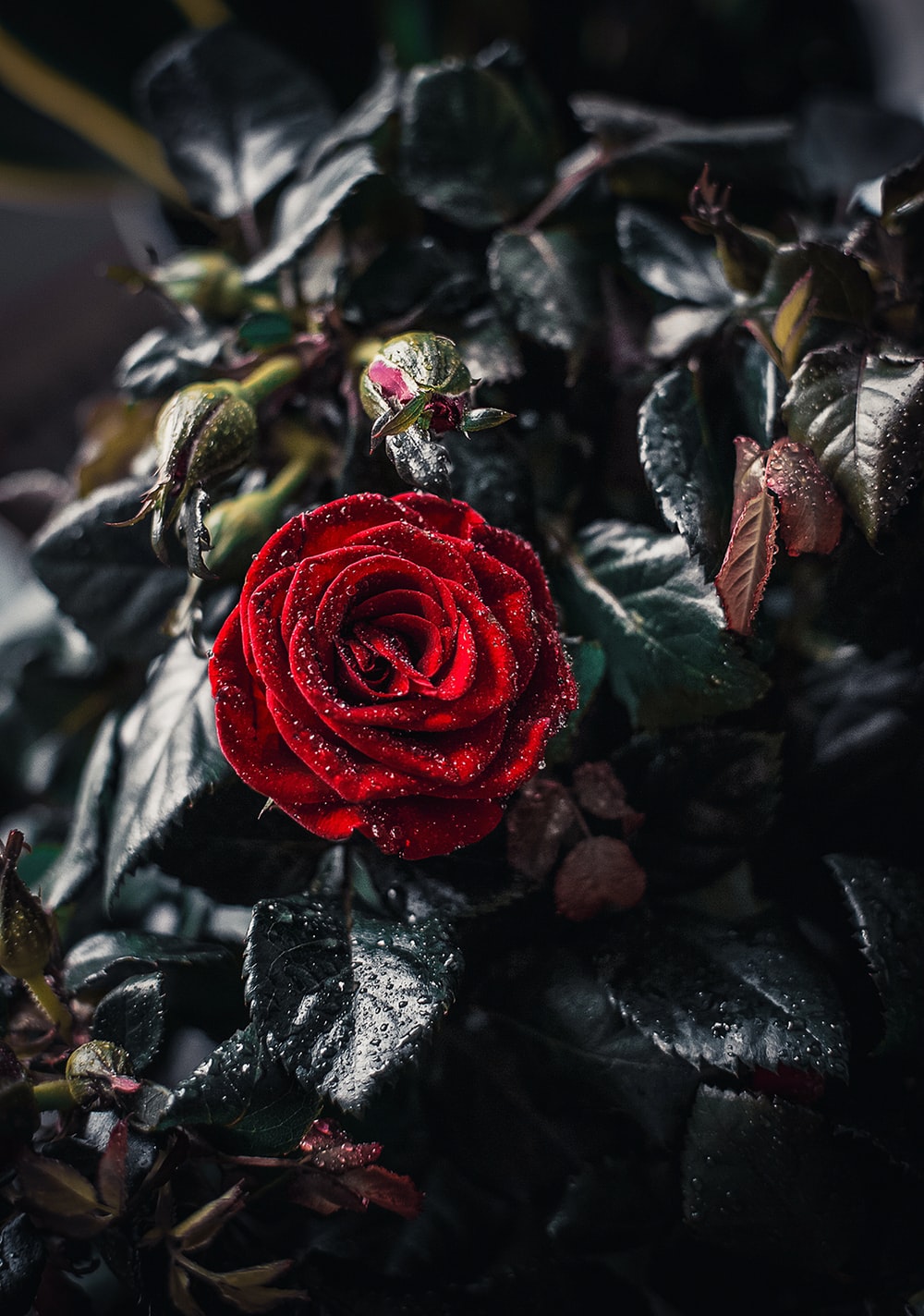 Gothic Black And Red Rose Wallpapers