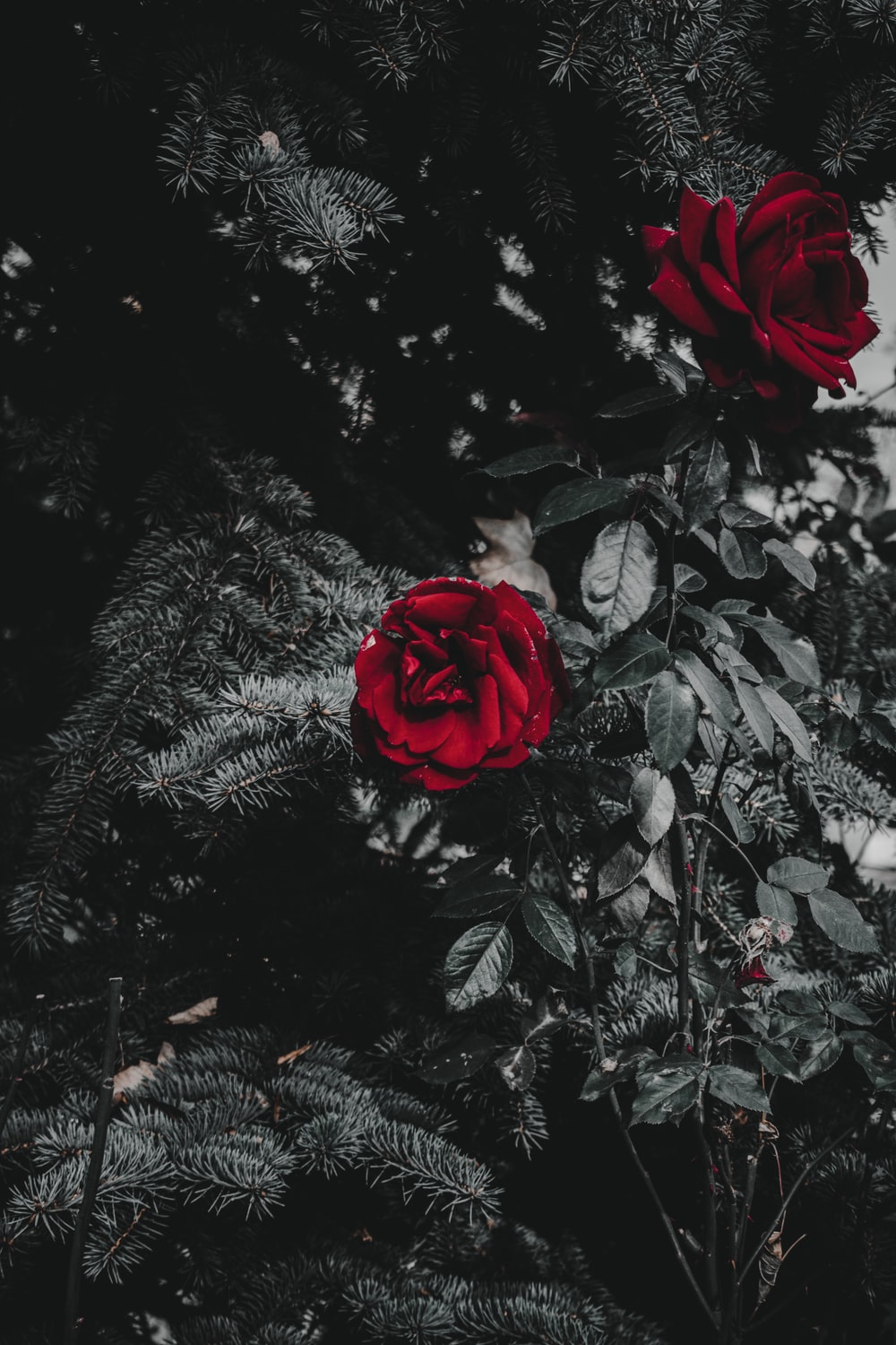 Gothic Black And Red Rose Wallpapers