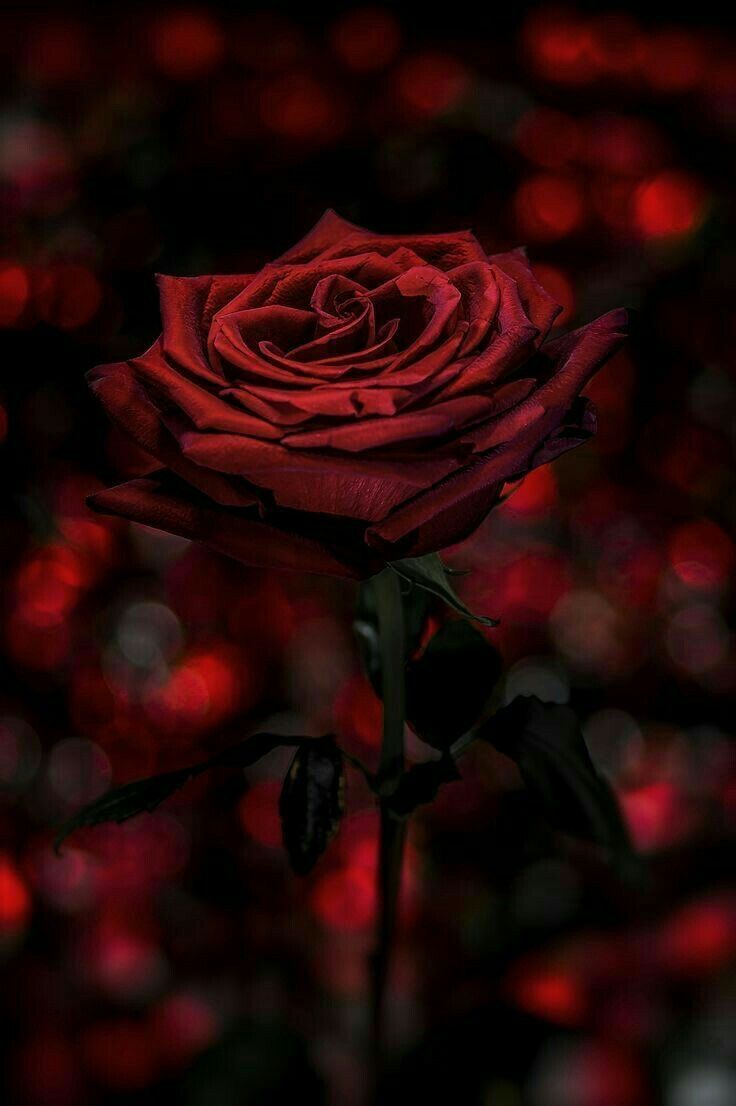 Gothic Black And Red Rose Wallpapers