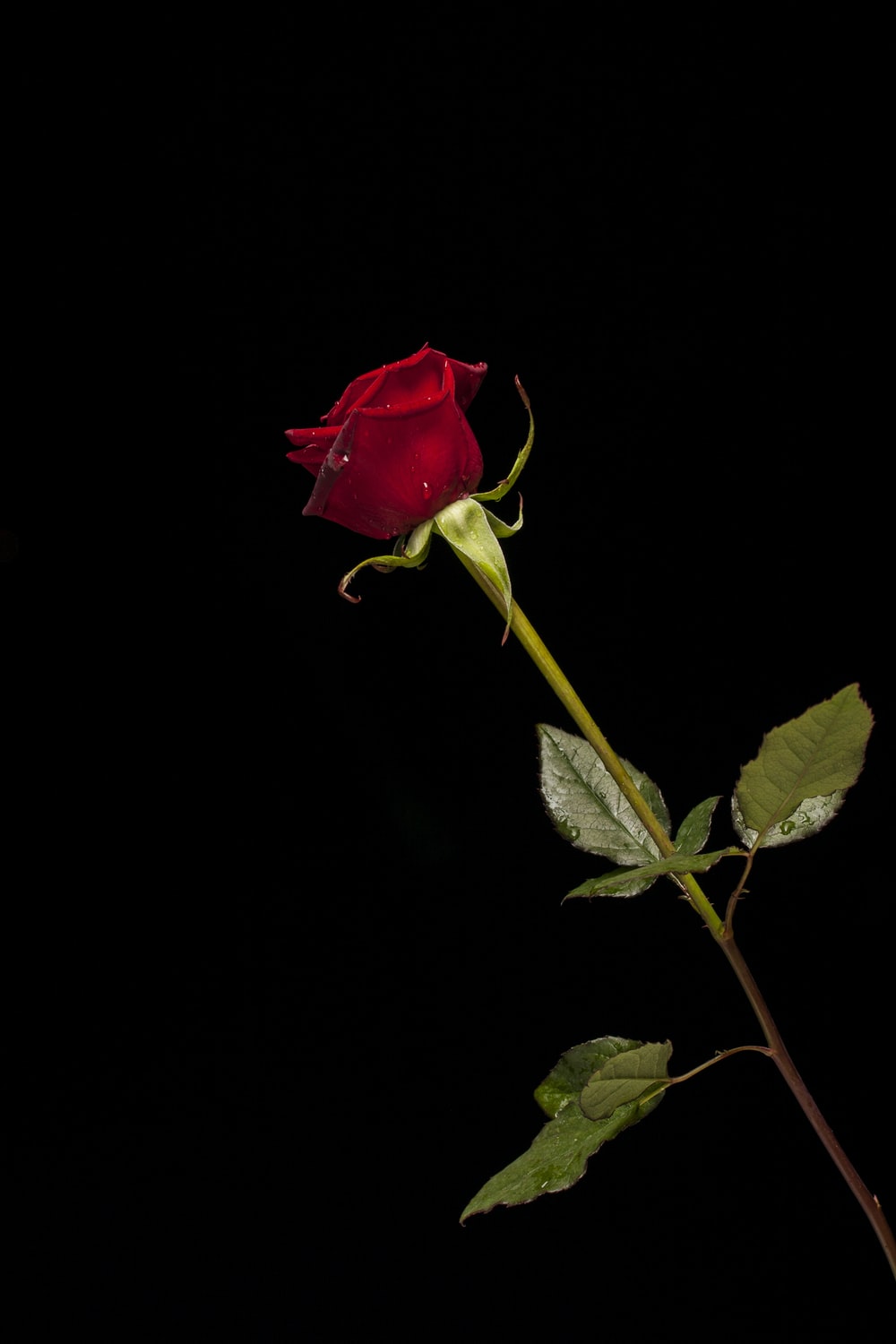 Gothic Black And Red Rose Wallpapers